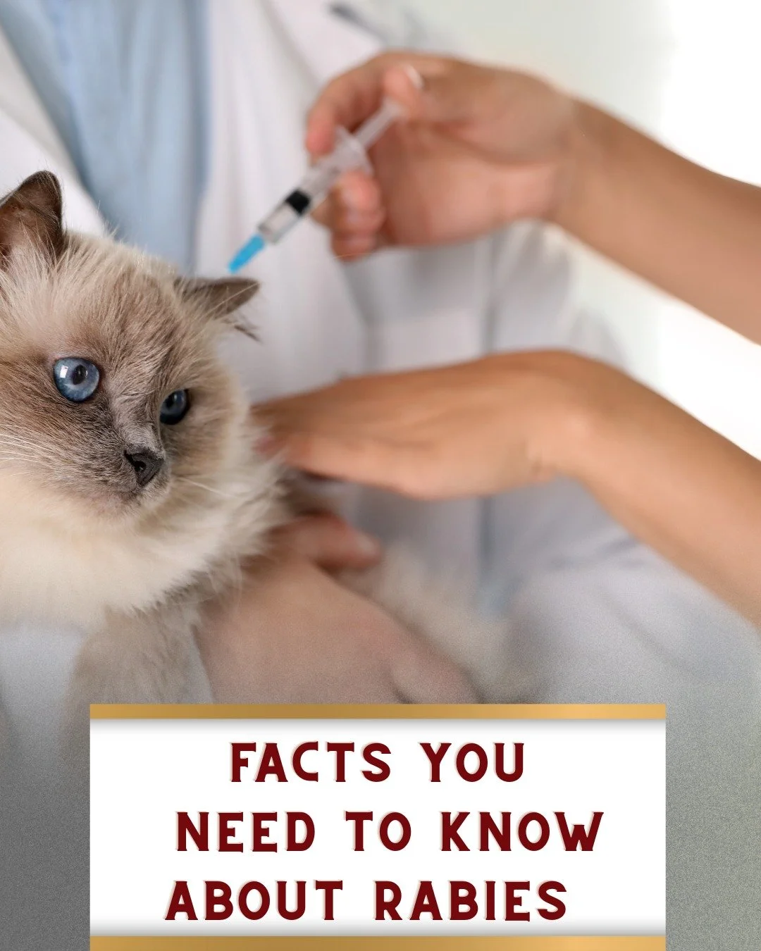 Here&rsquo;s what you need to know about rabies! 🦠🐾
 Did you know cats are four times more likely than dogs to test positive for rabies? Keep your furry friends safe and up to date on their shots - it&rsquo;s the law in Texas! Don&rsquo;t let your 