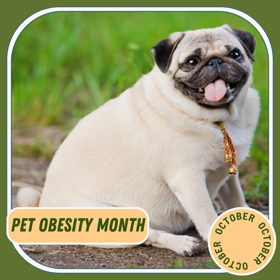 Pet Obesity Month reminds us that extra weight affects more than appearance; it increases the risk of arthritis, diabetes, and heart disease. Regular exercise, portion control, and the right diet are key to a healthier life. Book a consultation to ch