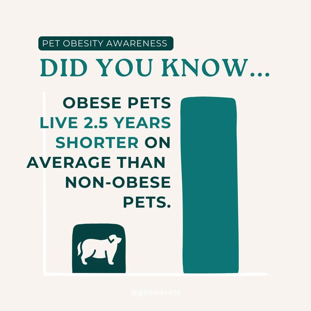 Today is Pet Obesity Awareness Day, a day dedicated to highlighting the health risks associated with pet obesity. Studies indicate that obese pets may live up to 2.5 years shorter than their non-obese counterparts. Regular veterinary check-ups, balan