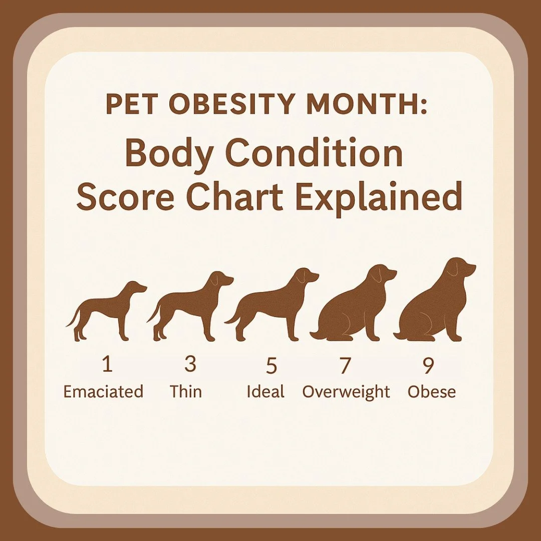 This Body Condition Score chart ranges from 1 (emaciated) to 9 (obese). Scores of 1&ndash;3 signal malnutrition or illness, while 7&ndash;9 increase the risk of arthritis, diabetes, and heart disease. The goal is a score of 5, where ribs are felt, th