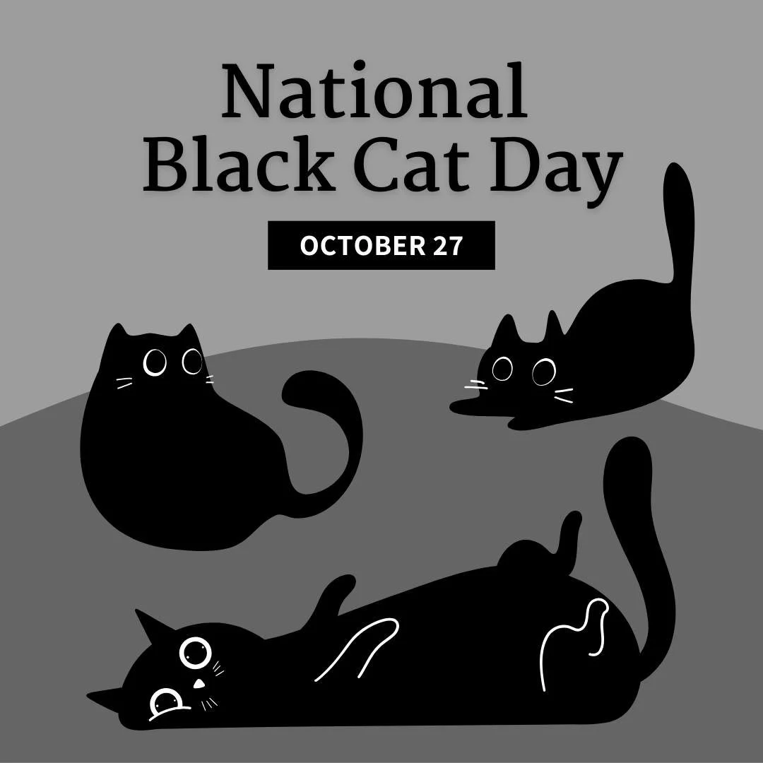 Awareness is key this National Black Cat Day. Black cats are less likely to be adopted, but they&rsquo;re just as loving as any other cat. 🖤🐱 Help spread the word and change their future.  #BlackCatDay #BlackCat #Cats