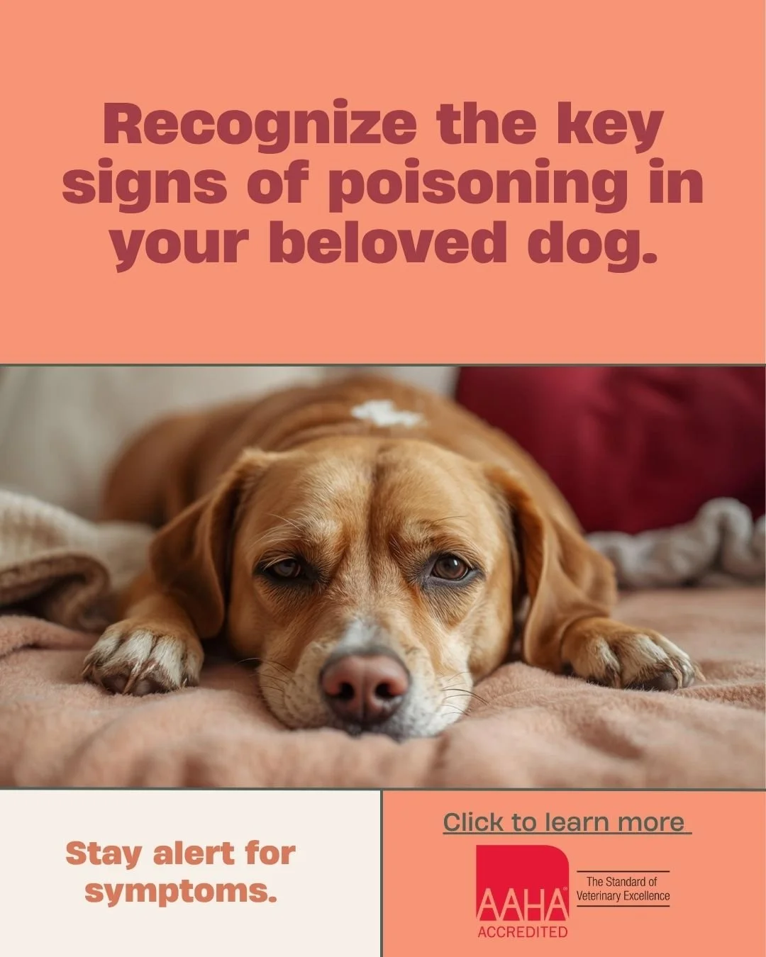 🐾 Know the signs before it&rsquo;s too late! Vomiting, drooling, and weakness can all point to poisoning in pets. Stay alert and keep your furry family safe ❤️

👉 Learn more from AAHA: https://bit.ly/47AguYF