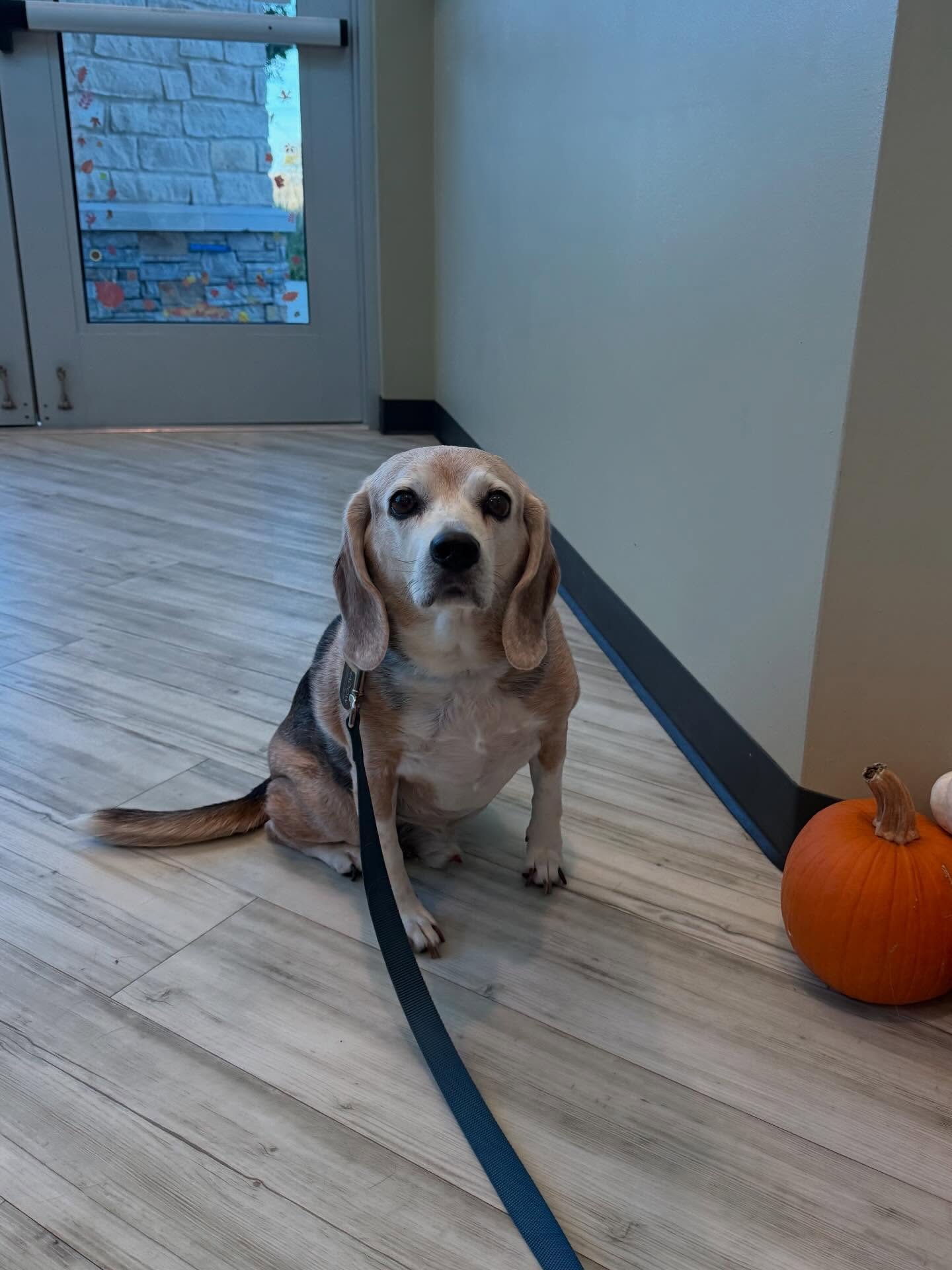 Honoring our seniors who brighten our days.
Each grey muzzle has a story, a favorite snack, and a lifetime of love behind it. We&rsquo;re proud to be part of their care as they enjoy their golden years. 

This week we&rsquo;re posting some of our swe