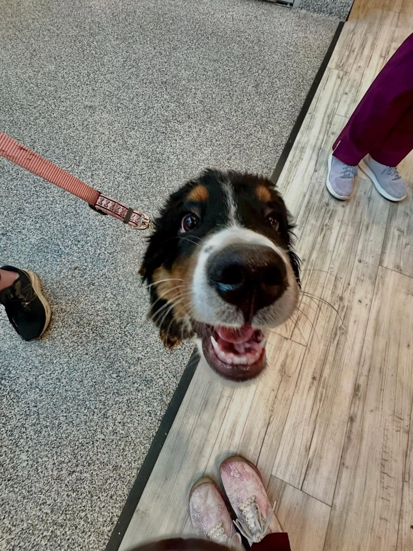 Eden popped in for her vaccine boosters and brought ALL the puppy joy with her 💙🐾 We could snuggle this sweet Bernese baby all day!