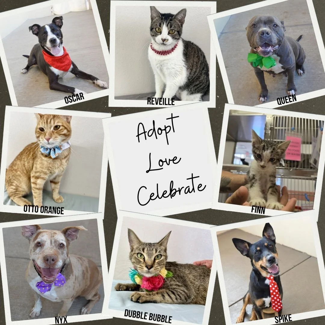 Celebrate shelter pets! 🐾 
Share a photo of your adopted furry friend and check out Collin County Animal Services. We&rsquo;re also starting a donation box &mdash; drop off anything you&rsquo;d like to give!