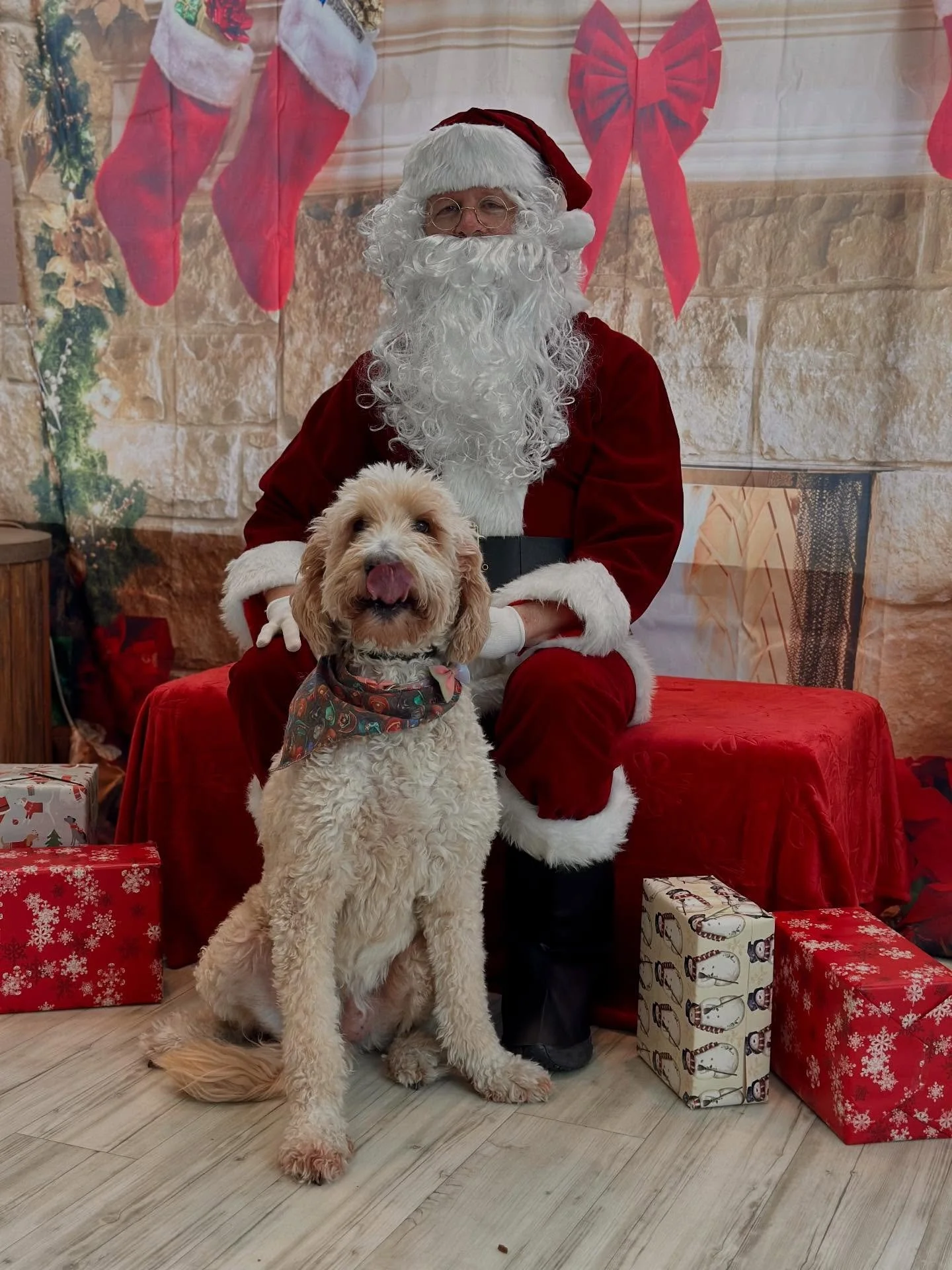 Santa-approved snuggles for every kind of paw 🎅🐾✨