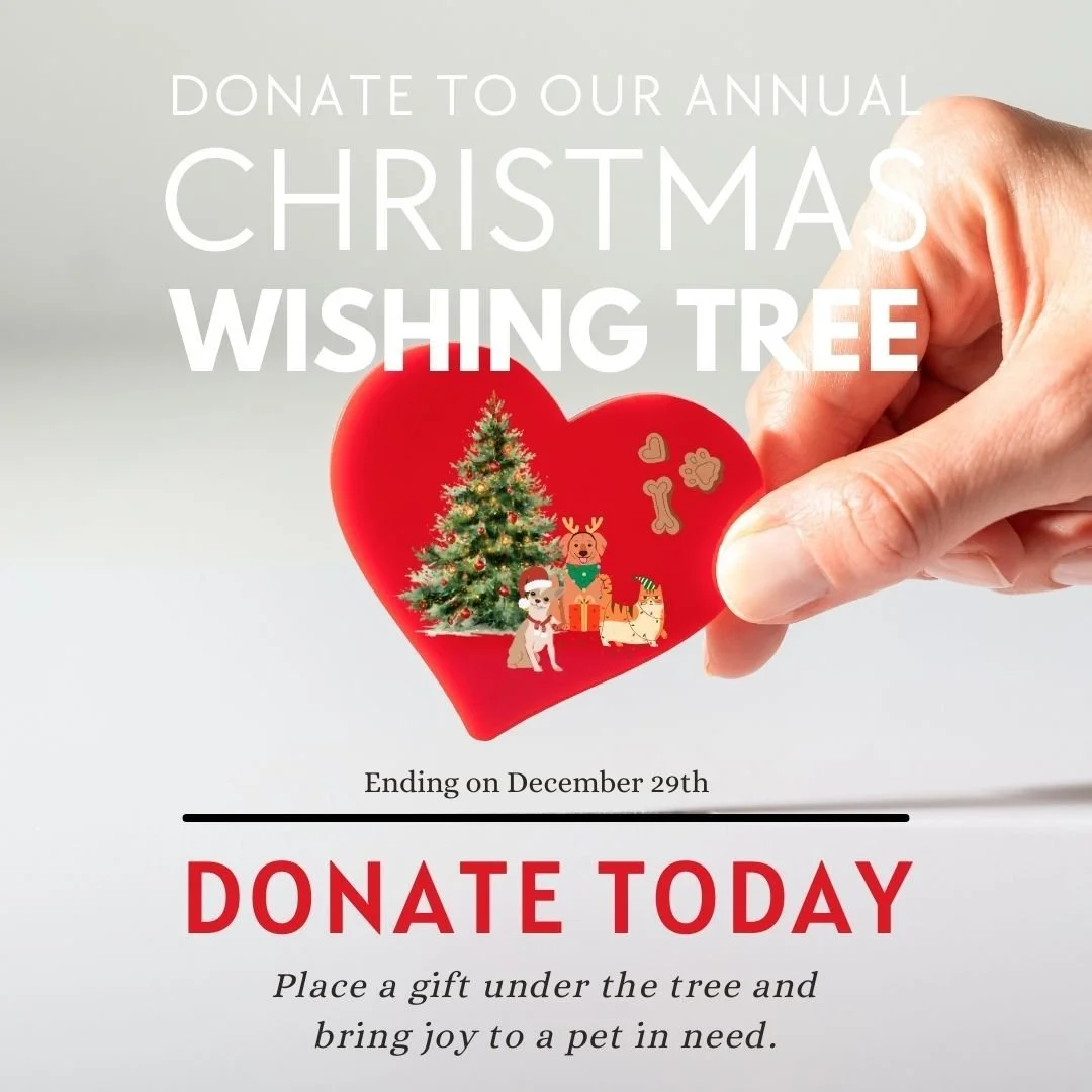 🎄✨ Help us spread some holiday love by donating gifts for the pets supported by @legacyhumane. Every present brings comfort, joy, and hope to an animal in need. 💙🐾 Closes December 29th!