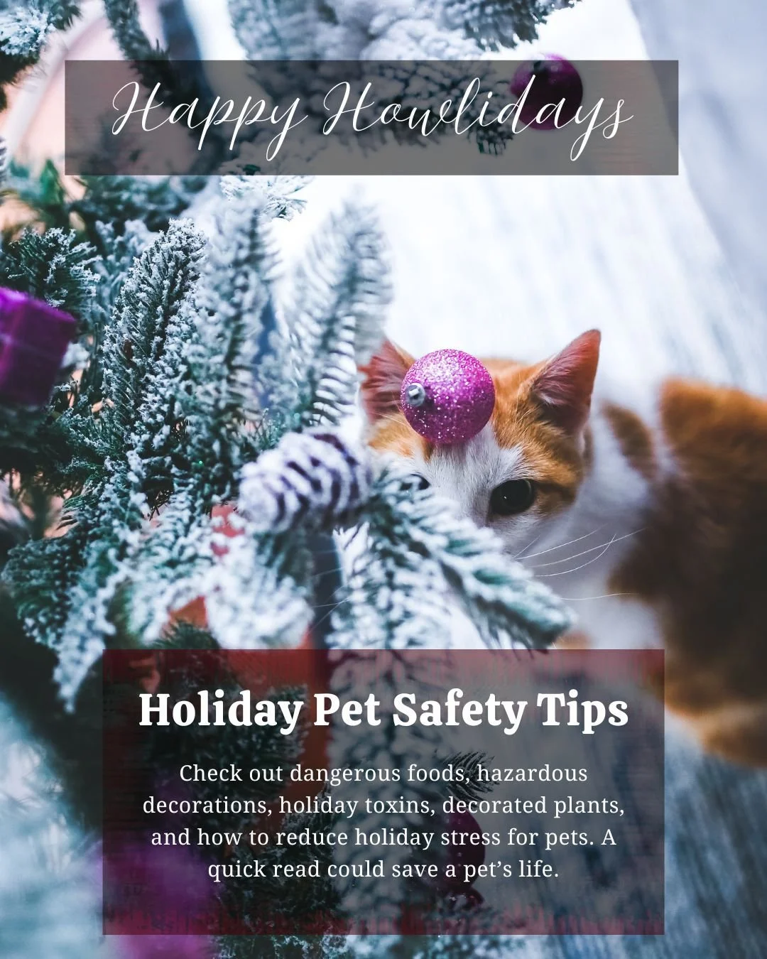 🐾🎄 Happy Howlidays! Keep your furry friends safe and happy this season with simple tips: avoid toxic holiday plants, secure decorations, offer only pet-friendly treats, and watch out for dangerous foods like chocolate or grapes. ❤️🐶🐱

Check out t