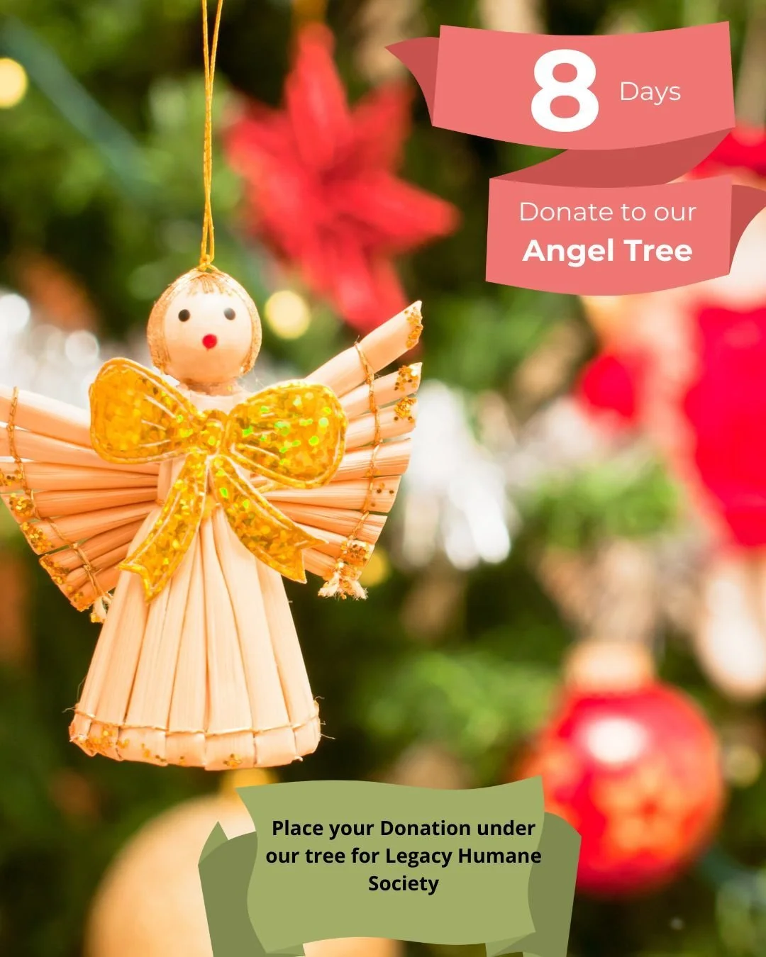 🎄🐾 Only 8 days left to be an Angel for Paws!
December is the season of giving, and a little kindness goes a long way. ❤️

Drop off your donation by December 29th and place it under our tree to help support Legacy Humane Society. 

Donate today: Lin