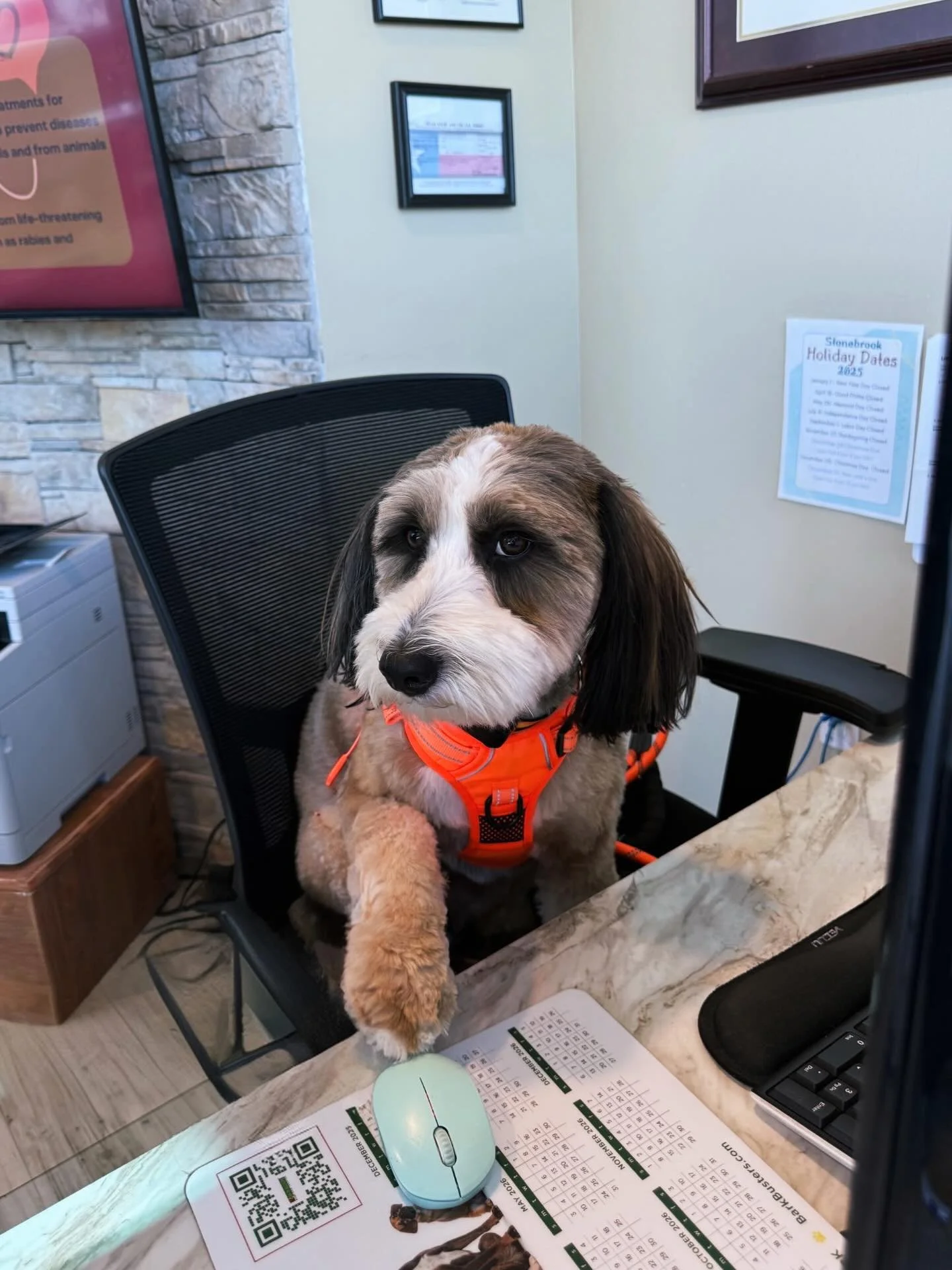 Willa&rsquo;s on the phones, running the front desk, and keeping everyone in line 🐶📞
Hard at work (and looking very professional) and ready to roll into the weekend here at Stonebrook Family Pet Clinic 💻🧡 Happy Friday!

#StonebrookFamilyPetClinic