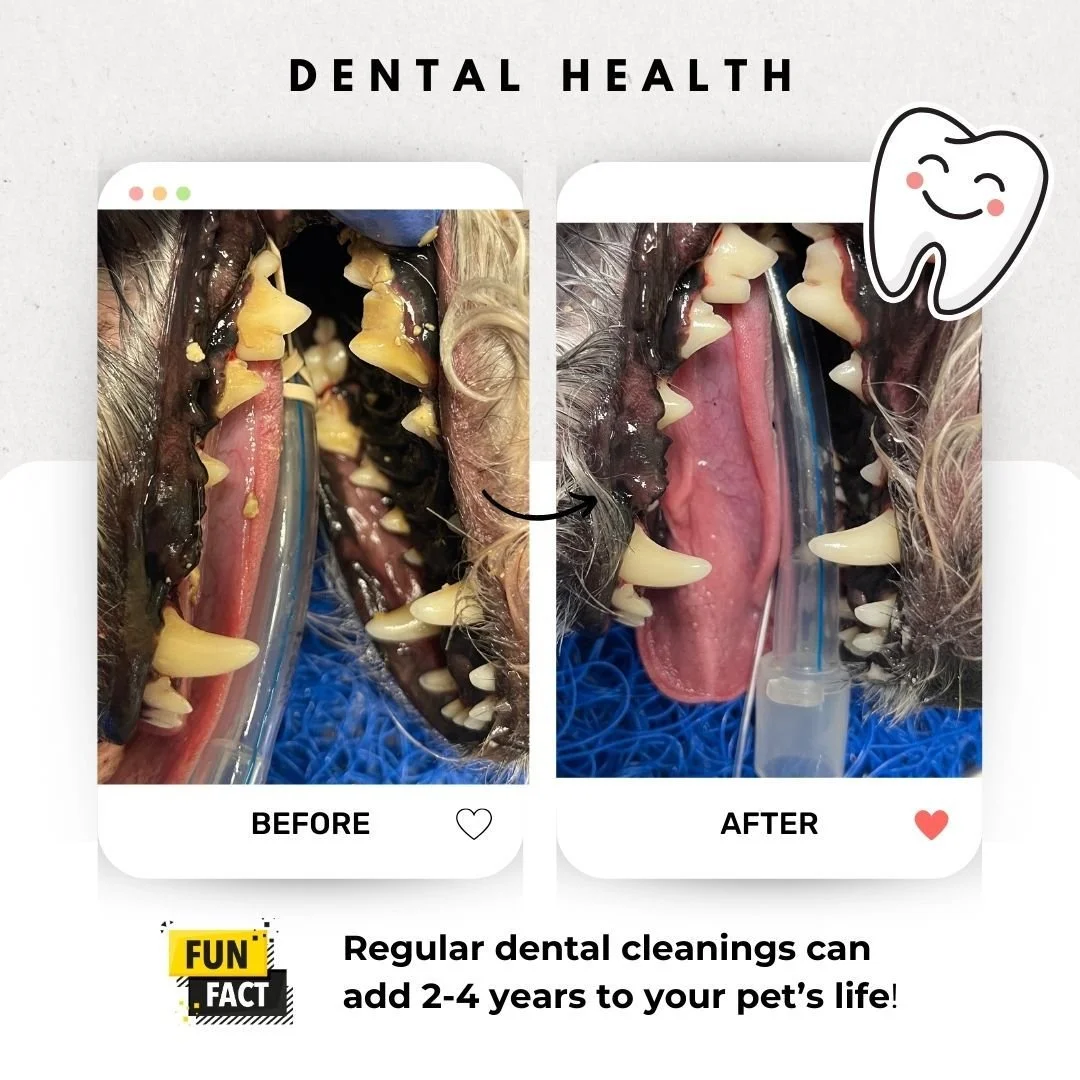 Does your pet have bad breath? 🦷🐾

1 in 3 pet owners think bad breath is normal &mdash; but IT&rsquo;S NOT! Persistent bad breath can be a sign of dental disease, which can lead to pain, infection, and other serious health issues if left untreated.