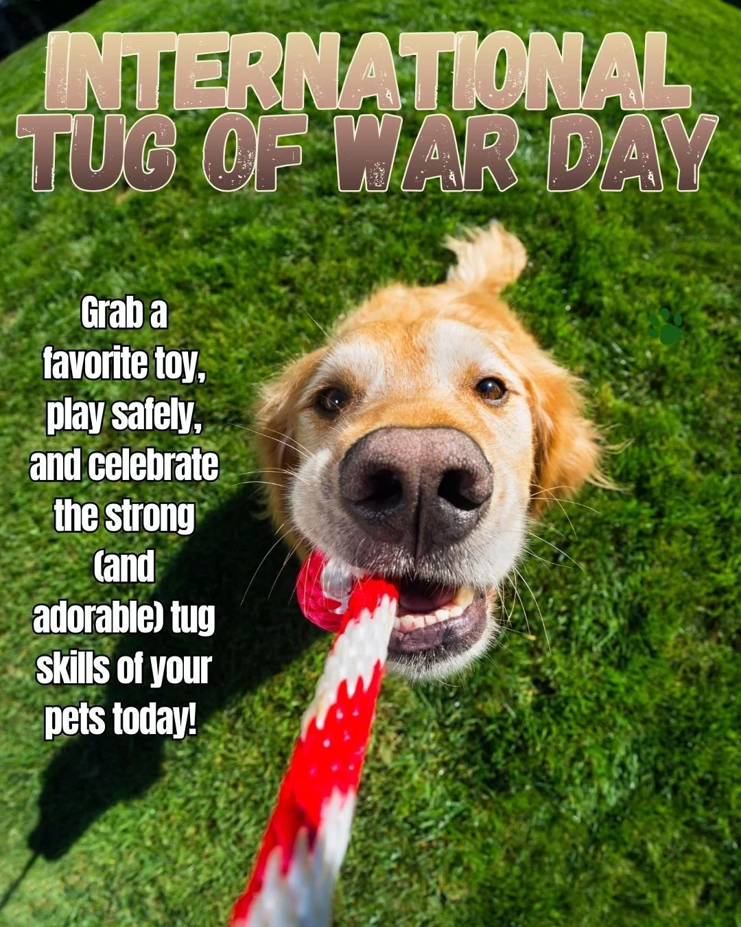It's International Tug-of-War day! 🐾🎉Celebrating a fun sport with a long history. 

Tug-of-war is a fun way to bond, give mental  enrichment, and keep your pup happy &mdash;just remember to play gently and always keep it positive!

#InternationalTu