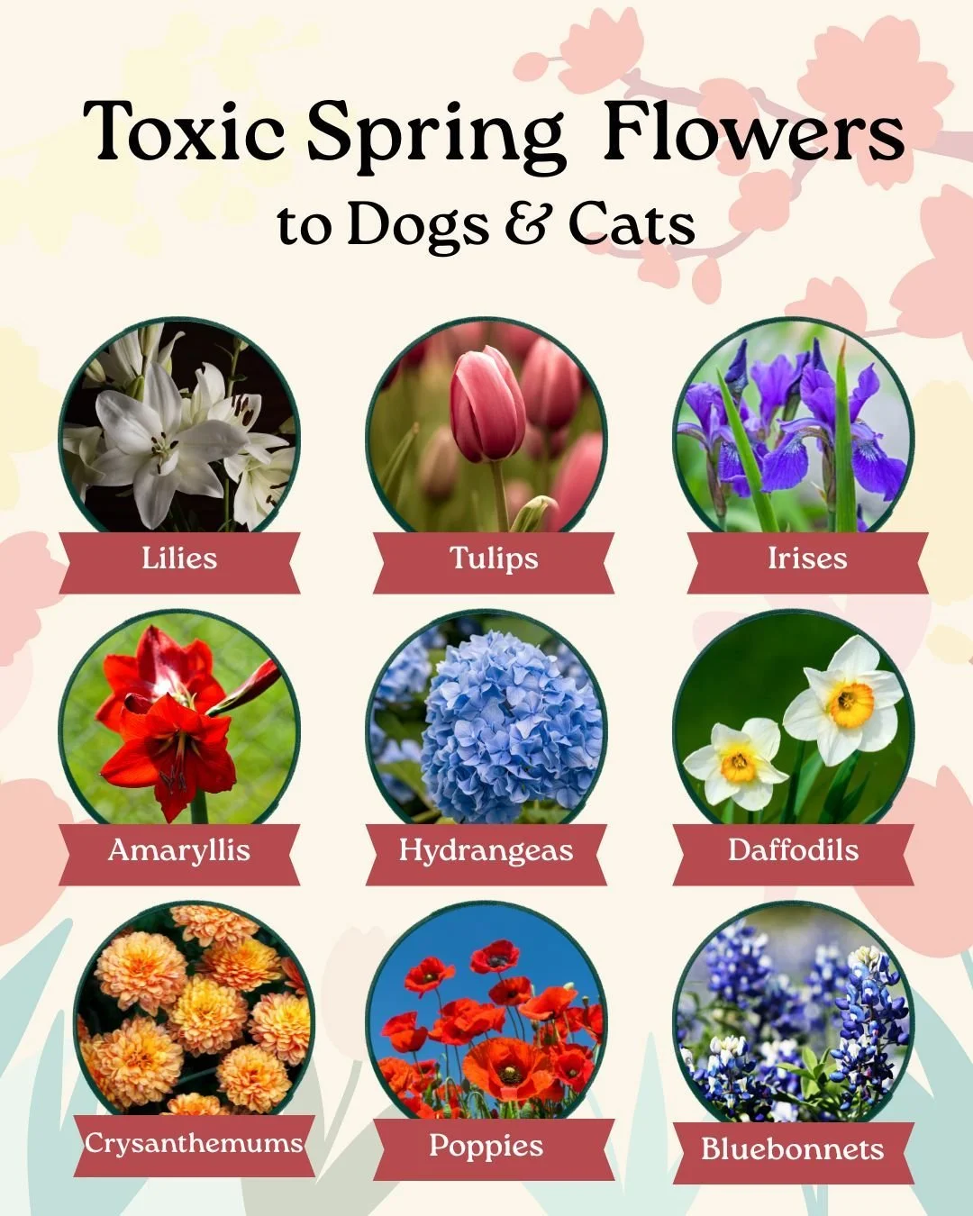 Spring is almost here! 🌷🌸

These are just a few common flowers that can be toxic to pets. Always double-check before bringing new plants into your home to keep your furry friends safe!

If your pet ingests a flower or plant, please call us right aw