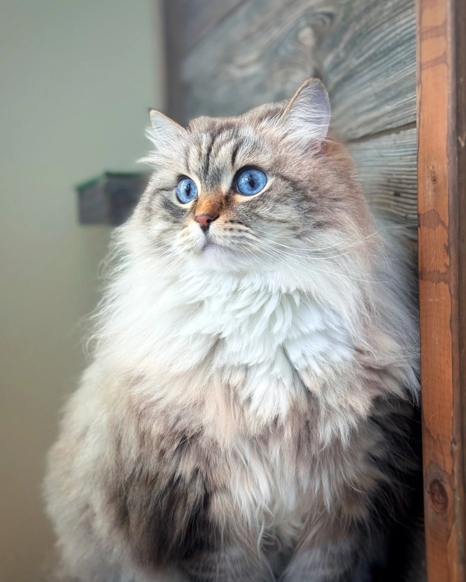 Our kennel team understood the assignment 📸🐾

Professional-level photos? ✔️
Cute poses? ✔️
Happy pets? ALWAYS ✔️

Honestly&hellip; we might start charging for these 😅
(kidding&hellip; they come free with every stay 💙)