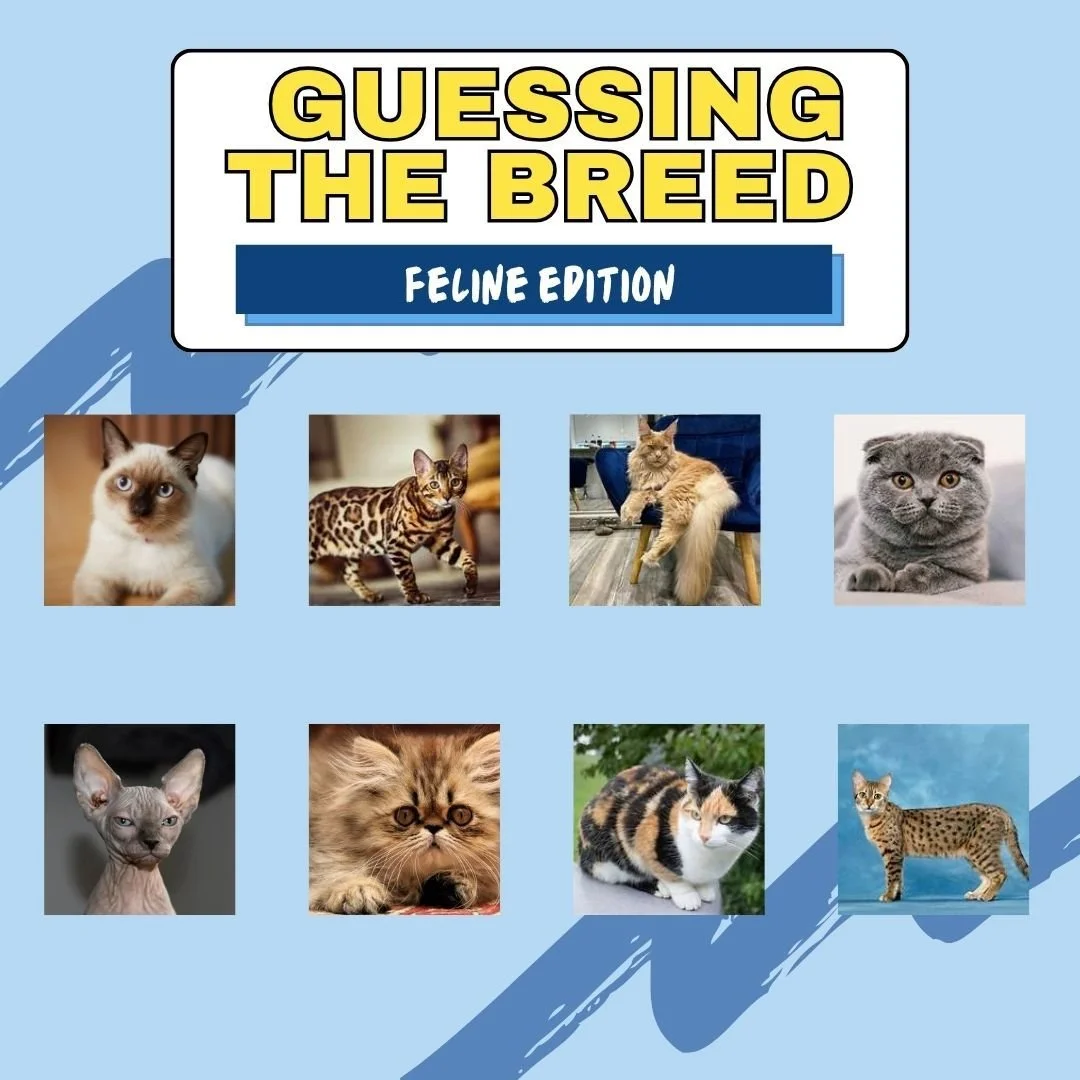 🐱✨ Guess that cat breed!

Can you name this cutie? Drop your guess below 👇
Bonus points if you&rsquo;ve got one at home&mdash;share a pic with us! 📸💛

⏰ Answers will be posted tomorrow!
