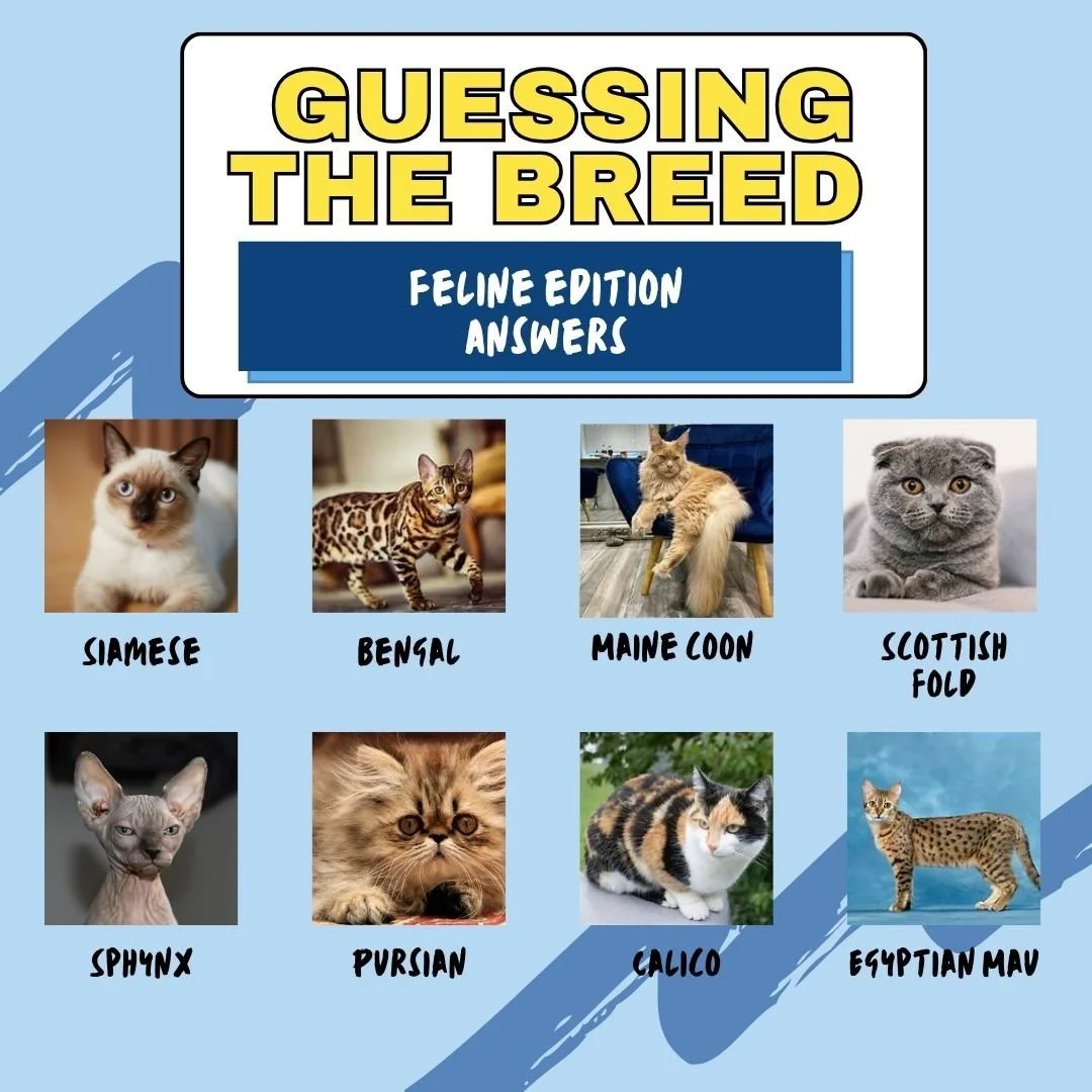 🐱✨ Did you guess them right?

The answer is in&hellip; how did you do? 👀
Drop a ✅ if you got it right or a ❌ if it stumped you!

We loved seeing all your guesses&mdash;stay tuned for more fun 🐾💛