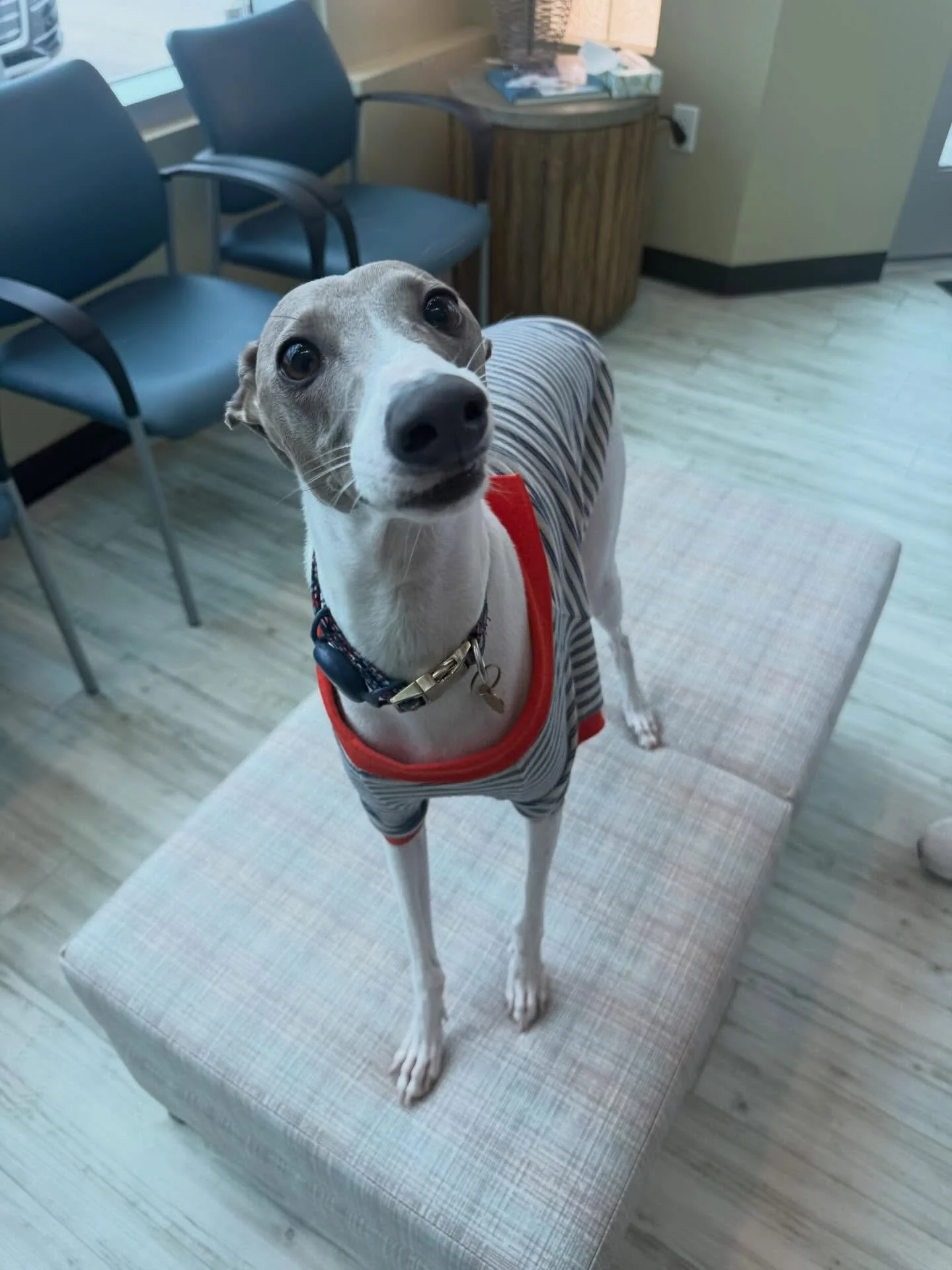 Happy Friday 🐾✨

To end the week off we have a photo dump of some of our cutest patients recently&mdash; full of wagging tails, tiny toe beans, and sweet faces we couldn&rsquo;t resist sharing 🥹💛 We&rsquo;re so lucky to love on your pets every day