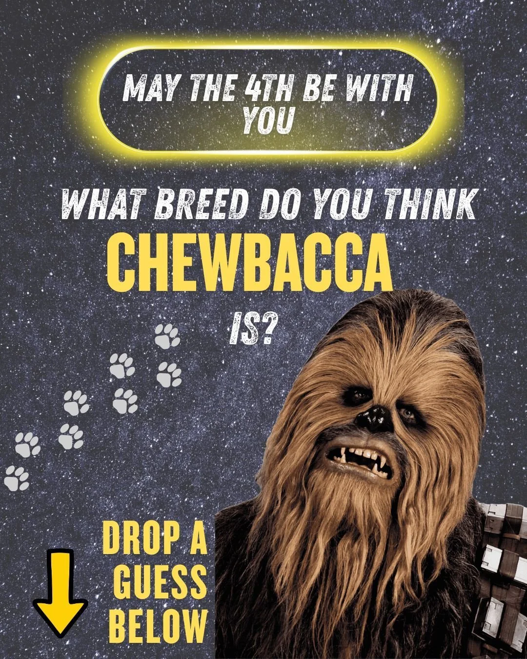 Happy May the 4th! ✨🐾
We couldn&rsquo;t resist bringing in a very furry friend today&hellip;

What breed do you think Chewbacca would be? 🤔
Drop your guesses below! 👇