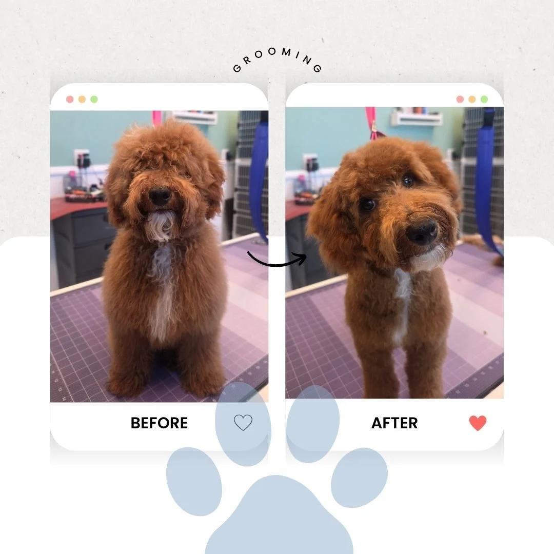 Warning: Extreme levels of cute ahead. 🚨🐾😄

There is something absolutely magical about a fresh grooming appointment &mdash; and these babies are PROOF. From fluffy and fabulous to clean, dapper, and ready to take on the world! ✨

Can we talk abou