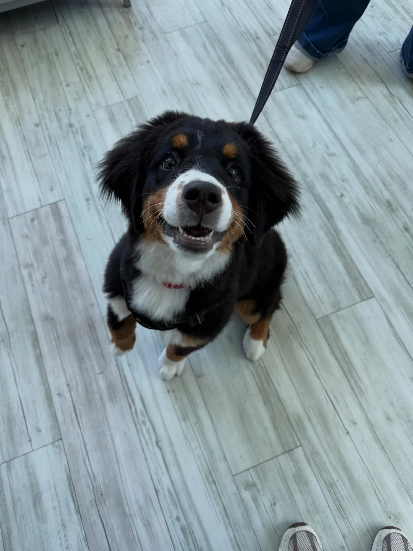 Weekend mode: activated 🐾✨
Here&rsquo;s another little photo dump of some of our adorable patients that made our week extra sweet at Stonebrook Family Pet Clinic 💕 Wishing everyone a happy, relaxing weekend filled with cuddles, treats, and tail wag