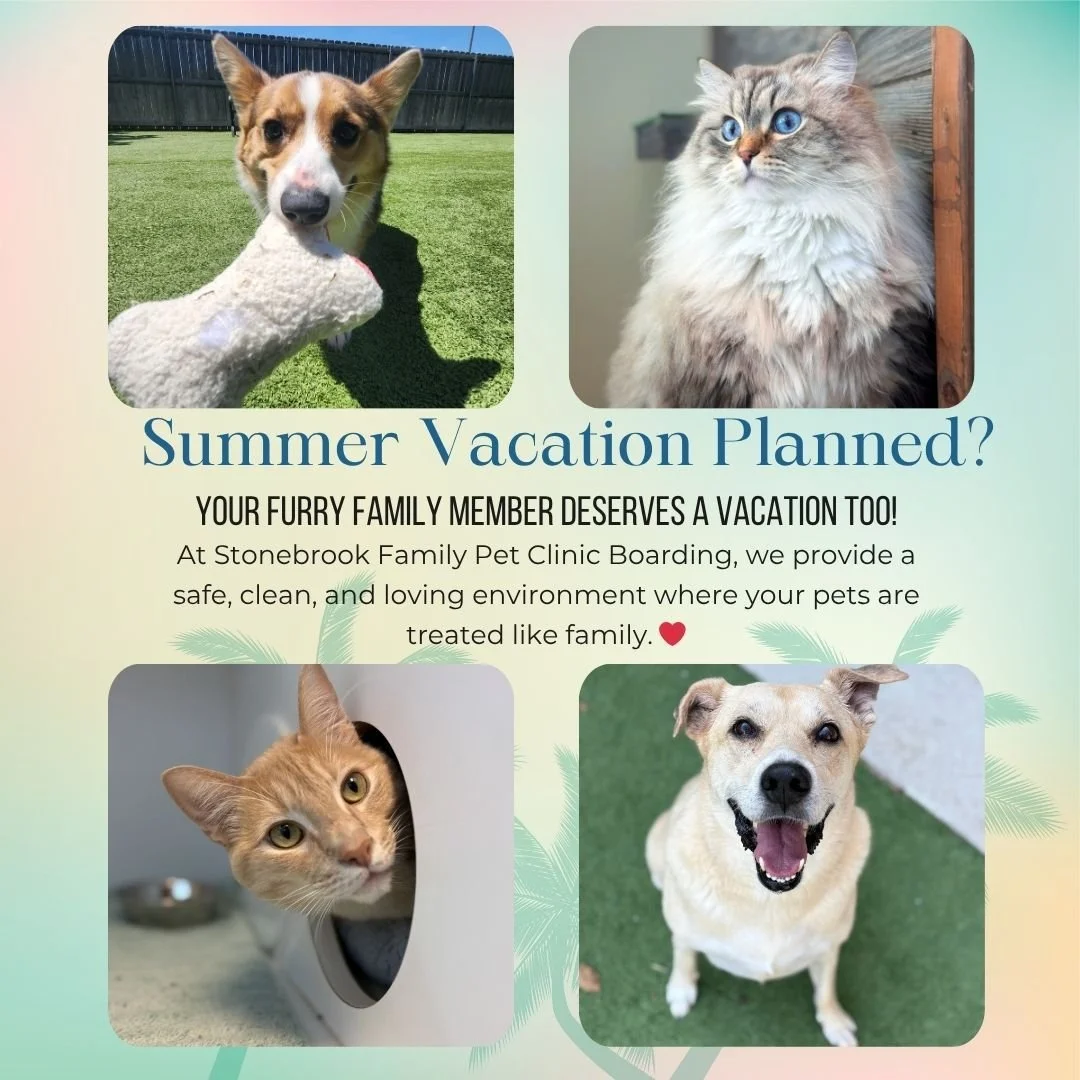 ☀️🐾 Summer Vacation Planned? 🐾☀️

Your furry family deserves a vacation too! ❤️
At Stonebrook Family Pet Clinic Boarding, we provide a safe, clean, and loving environment where your pets are treated like family while you&rsquo;re away.

From playti