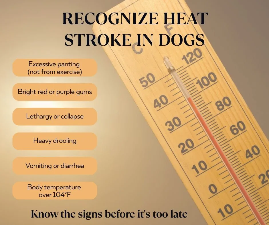 The weather is heating up&mdash;and so are the risks for your dog. ☀️🐾
Know the signs of heat stroke before it&rsquo;s too late.
👉Link in the Bio
