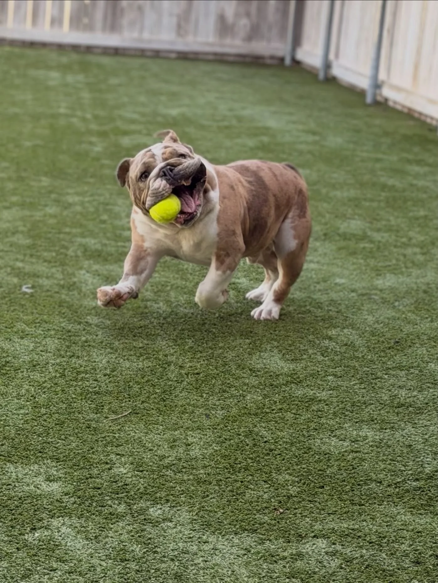 Some weeks you just have to stop and soak it all in. 🥹🐾

This is our favorite part of the job and we are so grateful it is ours. 🐾✨

Tag your pet if they made a Stonebrook appearance this week! 👇😄