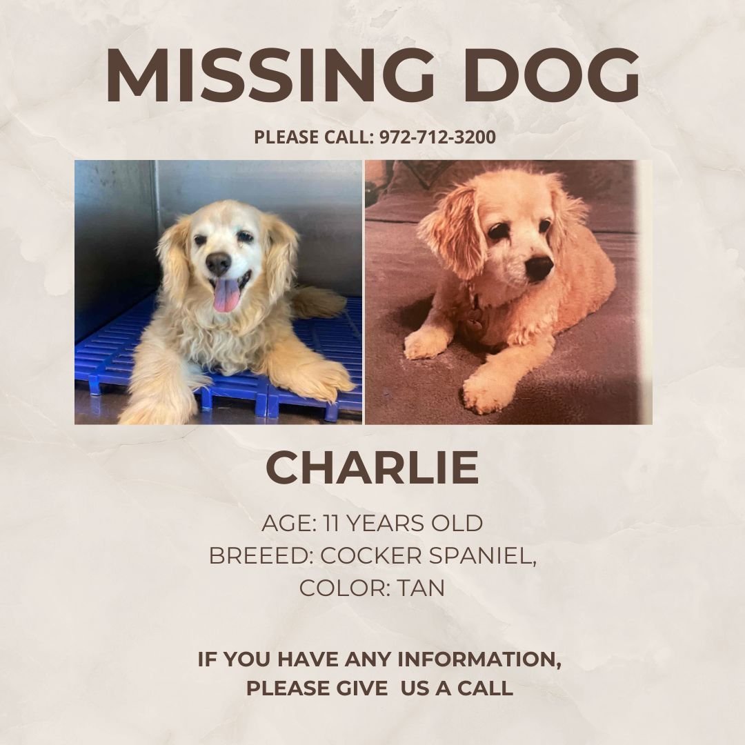 🐾 Please Help Find Charlie! 🐾

Charlie, an 11-year-old Cocker Spaniel, is missing, and his family misses him very much. If you have any information, please call us at 972-712-3200.

Please share to help bring Charlie home. ❤️