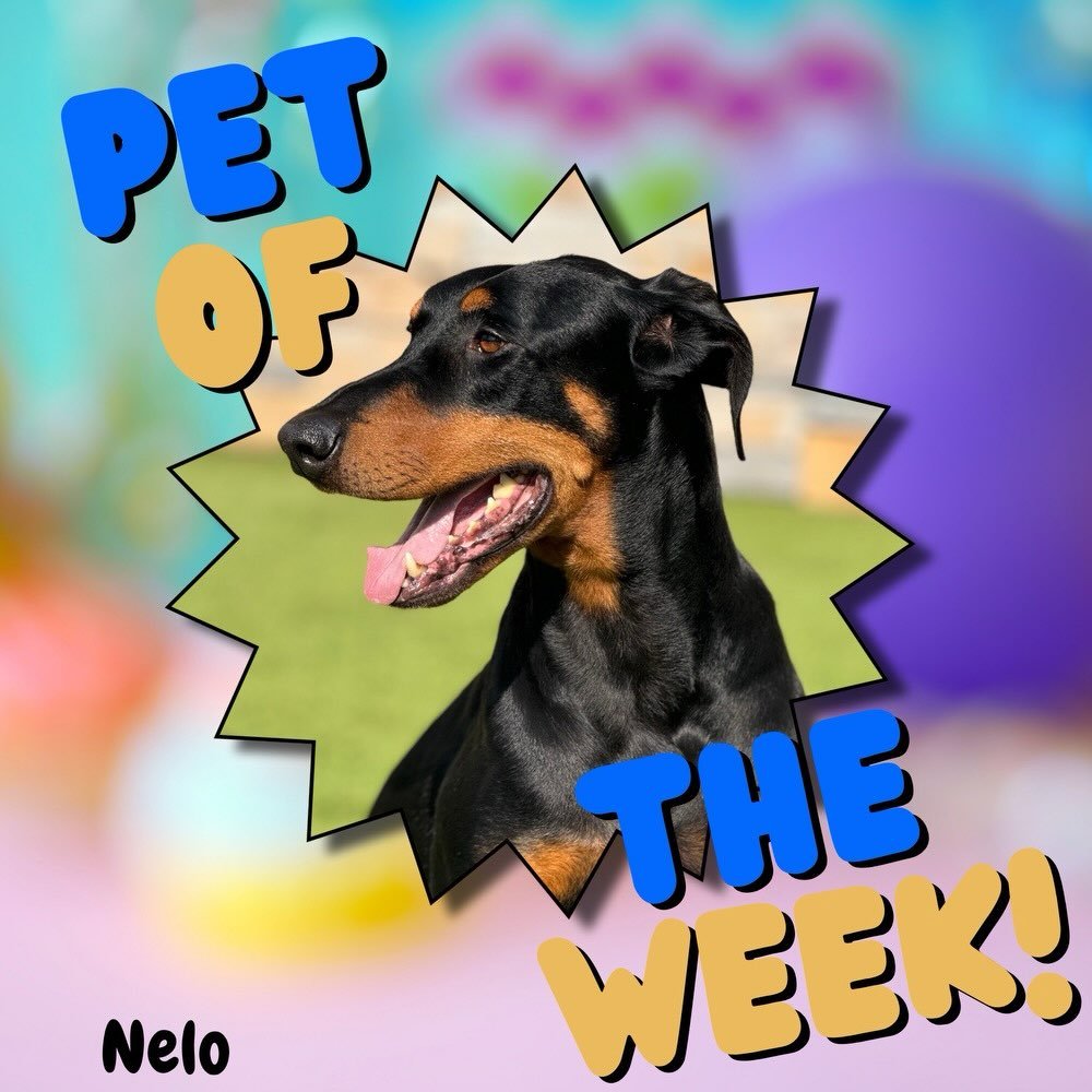 Introducing our Boarder of the Week - Nelo! 🐾⭐

First time boarding with us and he absolutely NAILED it. No notes. 😄💙

Nelo came in, made himself at home, and won over every single person on our team by the end of day one. Turns out he is just tha