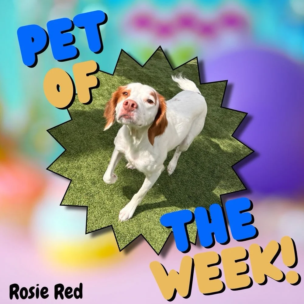 🌟 Rosie &ndash; Red Boarder of the Week ❤️🐾

Rosie has been loving her stay full of playtime and cuddles&mdash;and we&rsquo;ve loved having her!

Come take a tour of our boarding facility and see where your pets stay, play, and feel right at home. 
