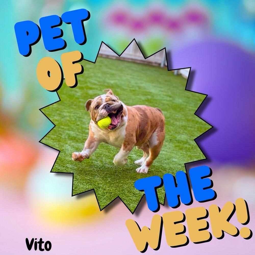 Introducing this week&rsquo;s Boarder of the Week &mdash; the one, the only, Vito. 👑🐾

The wrinkles. The expressions. The unbothered energy. This boy walked in like he owned the place and we let him. 😄💙

We are already looking forward to your nex