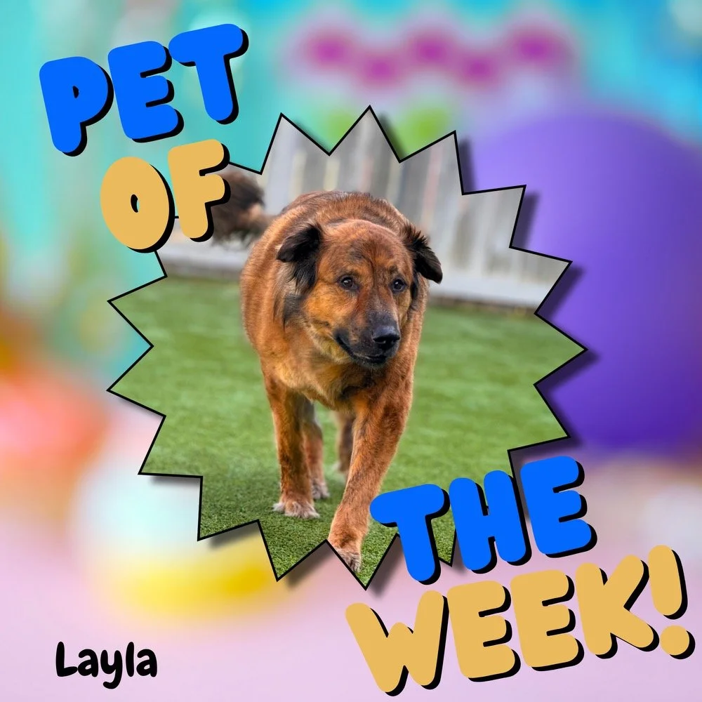 Last week's Pet of the Week - Layla! 🏆

Playful, sweet, and absolutely living her best life every single visit. She takes her yard sniff route very seriously 😄 and has never once left without giving out kisses and cuddles to the whole team. 💙

We 