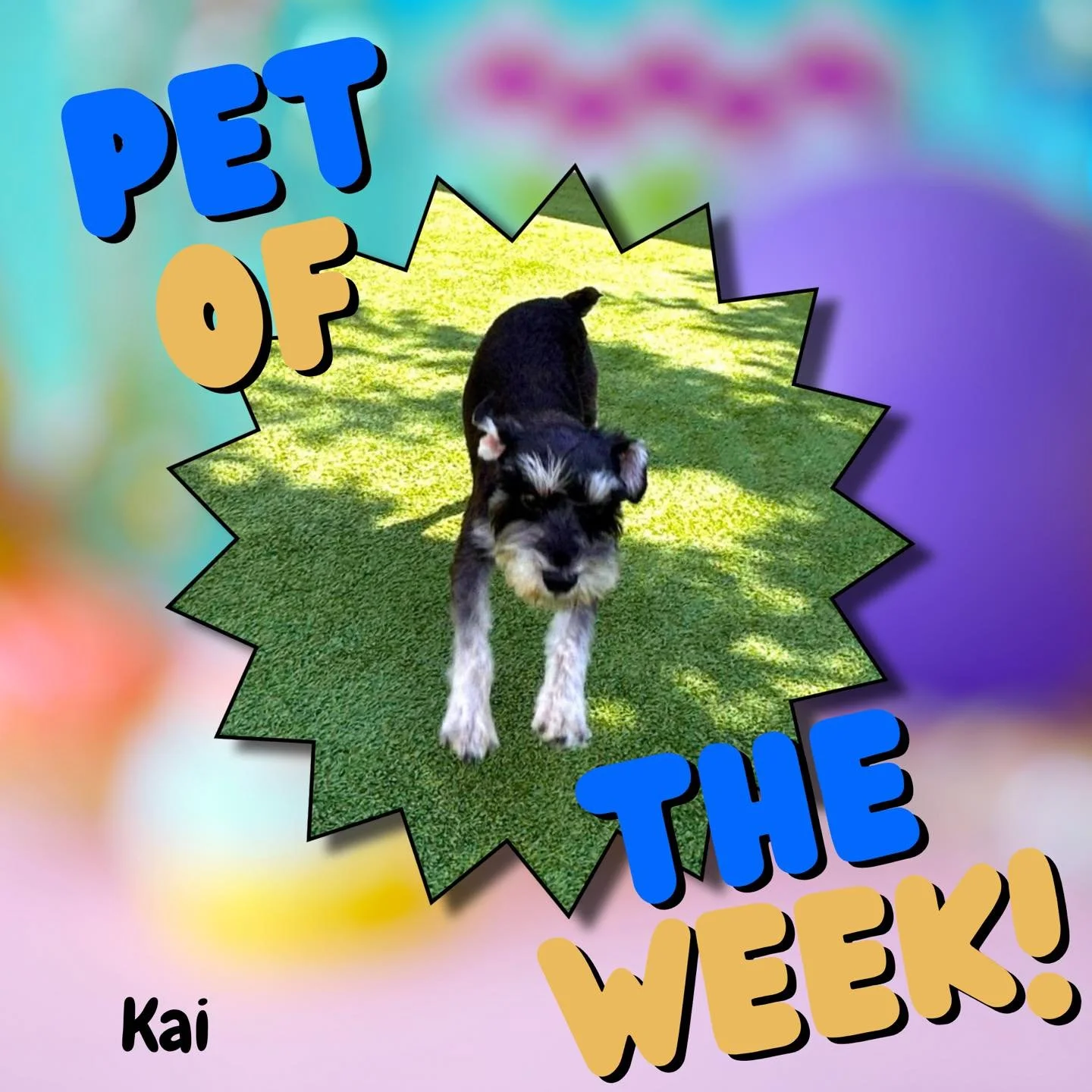 Boarding Pet of the Week - Kai! 🏆🐾

Silly. Energetic. Chaos in the most lovable form. 😄

...and then suddenly - plop. Lap occupied. Nap in progress. Do not disturb. 😴💙

Kai you kept us on our toes and we loved every second of it. Come back soon!