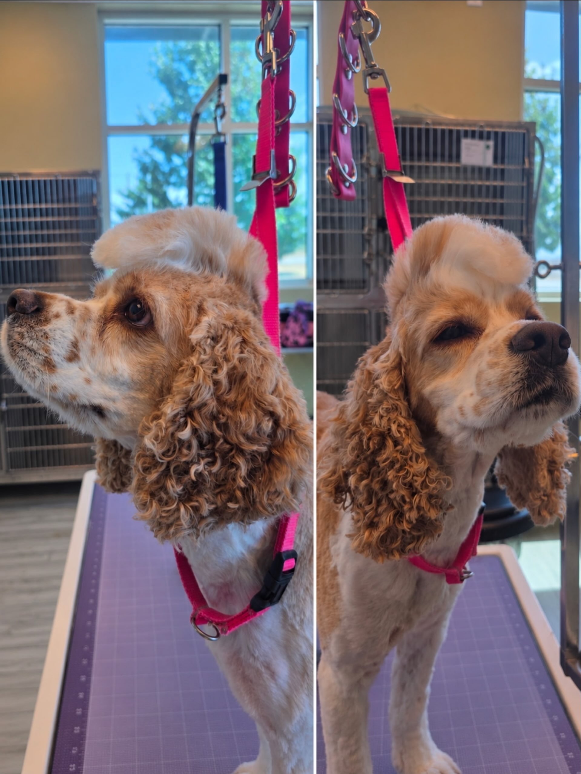 Introducing Cash and his brand new Mohawk. 🤘

He came in for a groom and left a rock star. We are not taking any credit - he was clearly born for this look. 😄

Drop a ❤️ for this handsome boy! 👇