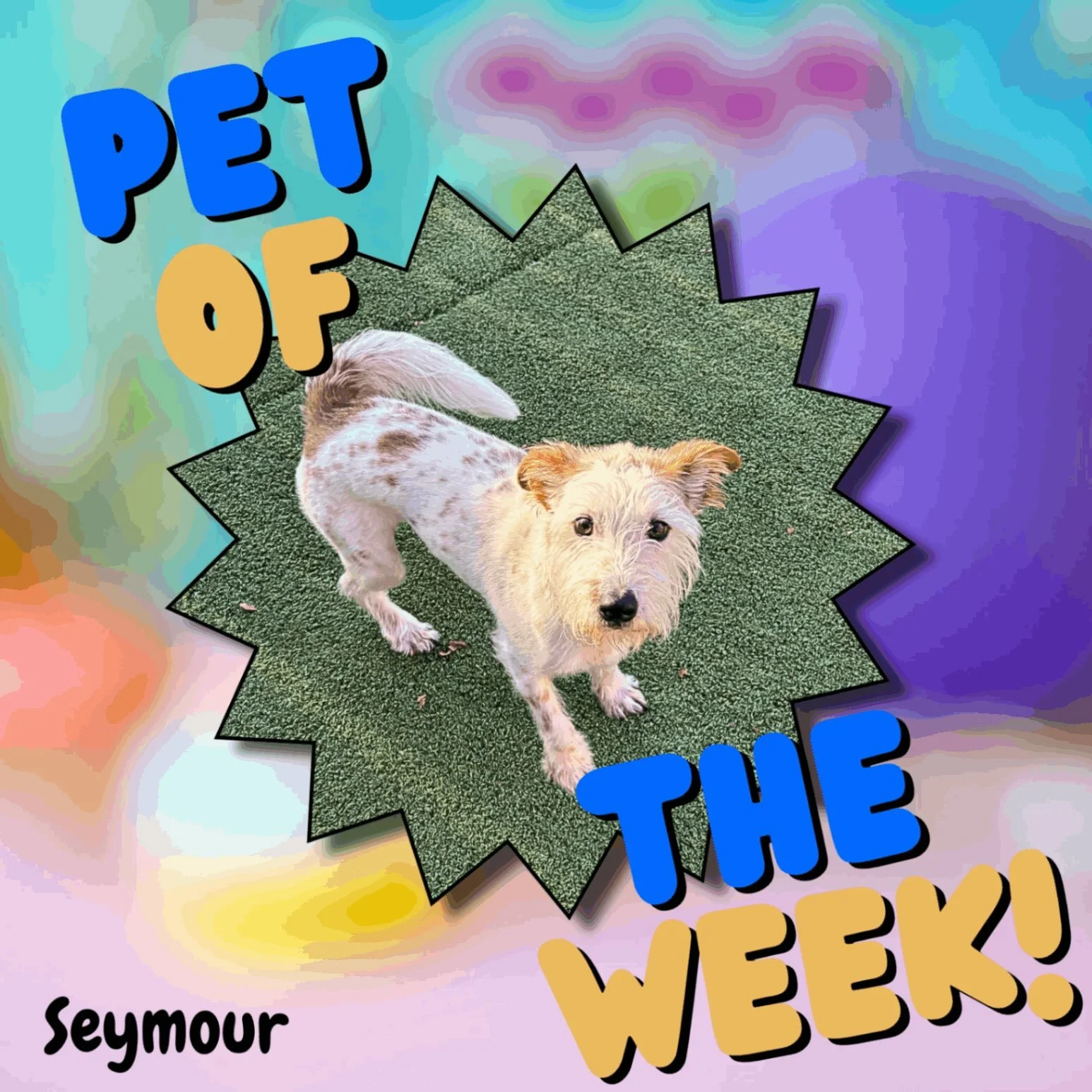 🐾 Pet of the Week: Seymour! 🐾

Seymour did great during his stay, as always! He&rsquo;s crazy, silly, and full of personality, but he also LOVES his cuddle time. 🥰

Seymour and his sister, Eiko, are always so much fun to have in boarding. We love 