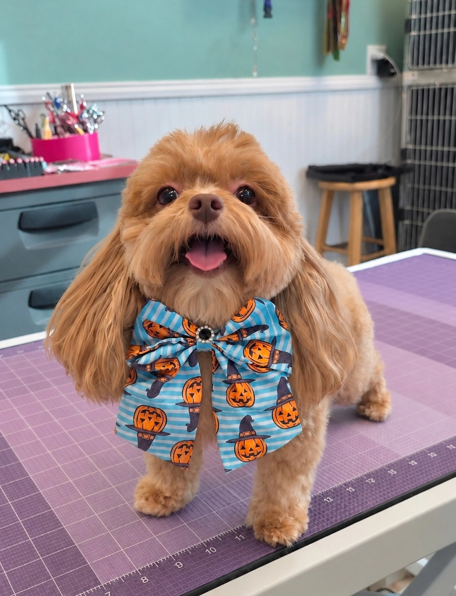 Murdoch came in for a groom and left ready for Halloween. 🎃🐾

The bow? Chef&rsquo;s kiss. The face? Even better.

Drop a 🎃 if you are ready for spooky season!👇