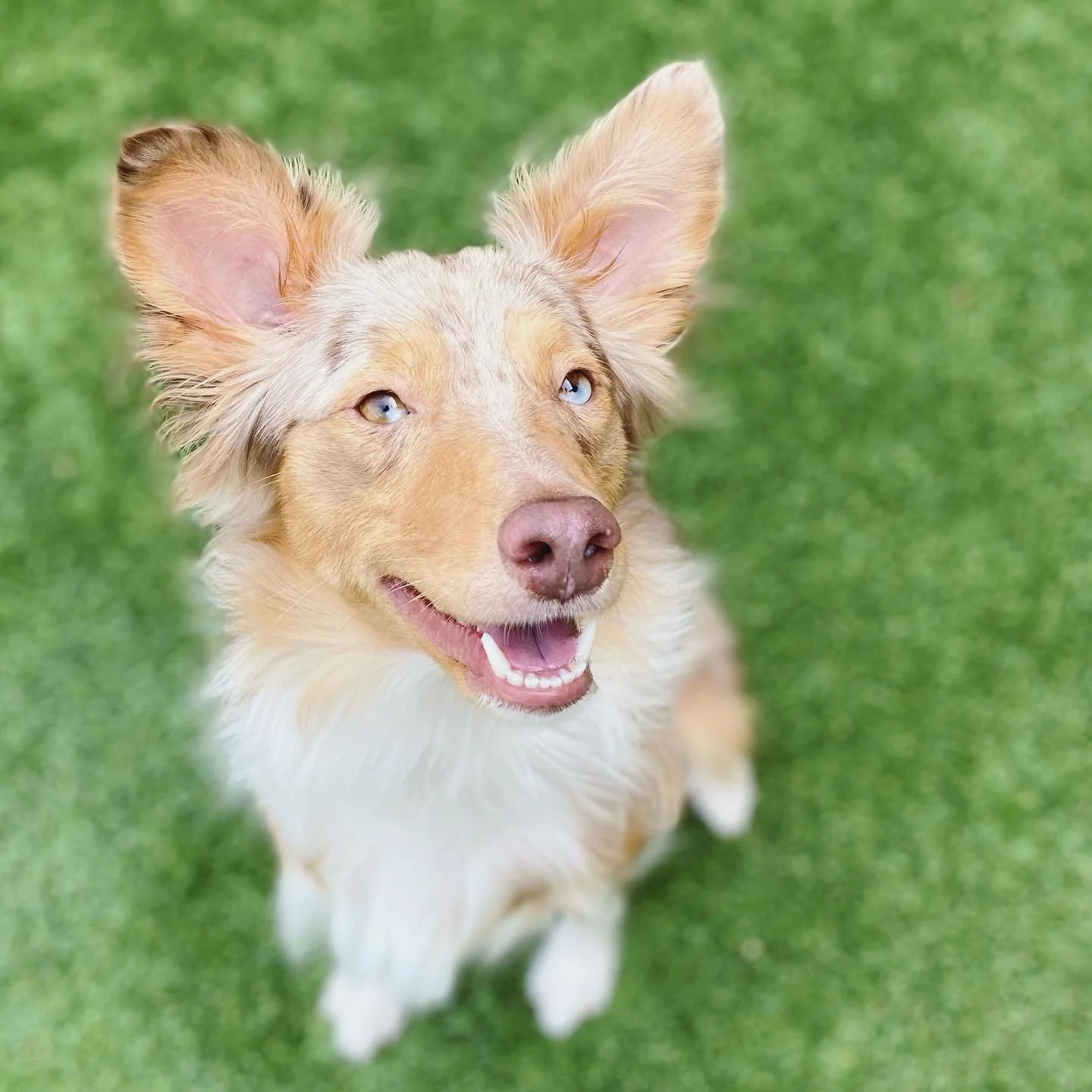 Stonebrook Family Pet Clinic