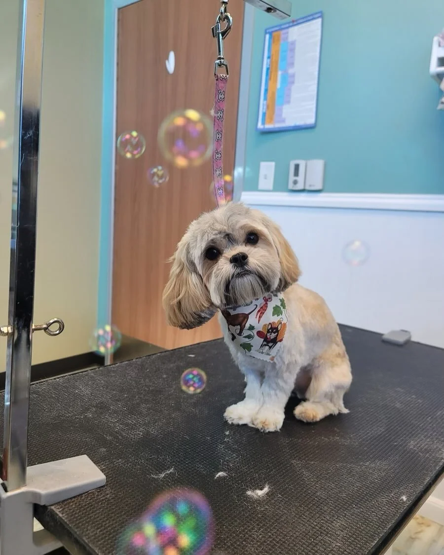 Stonebrook Family Pet Clinic