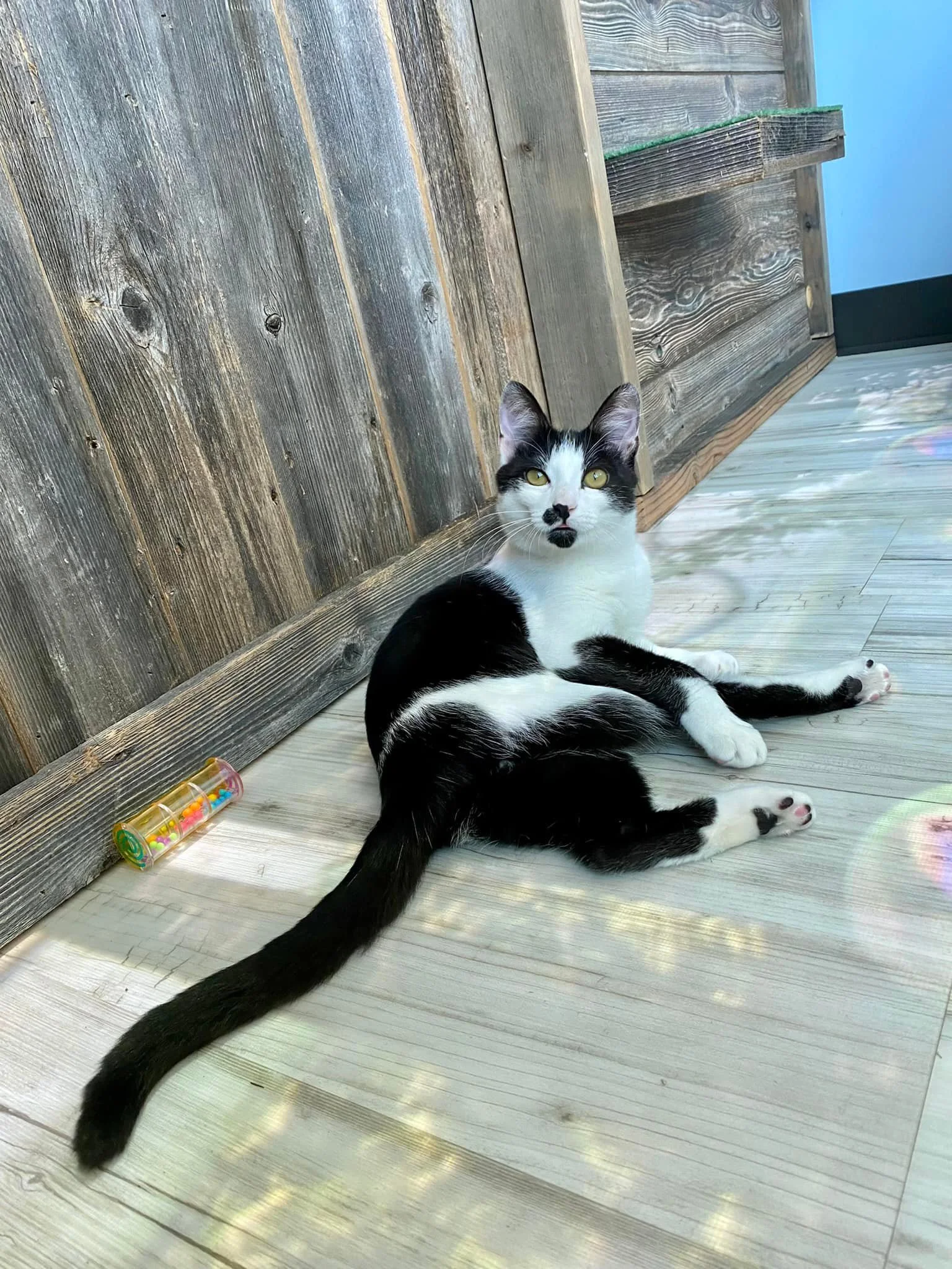 Stonebrook Family Pet Clinic