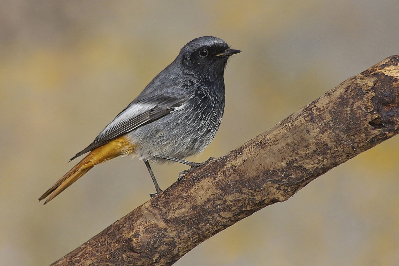 Black redstart.jpg
