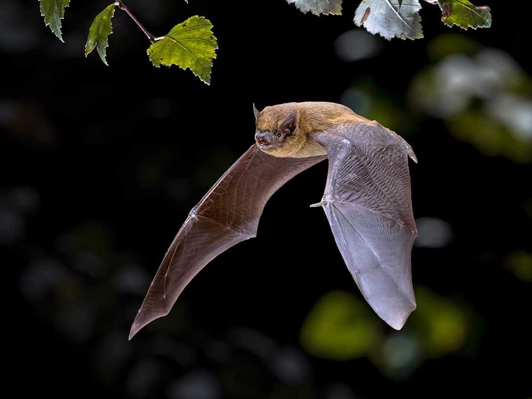 Nathusius-Pipistrelle-Pipistrellus-nathusii.jpg