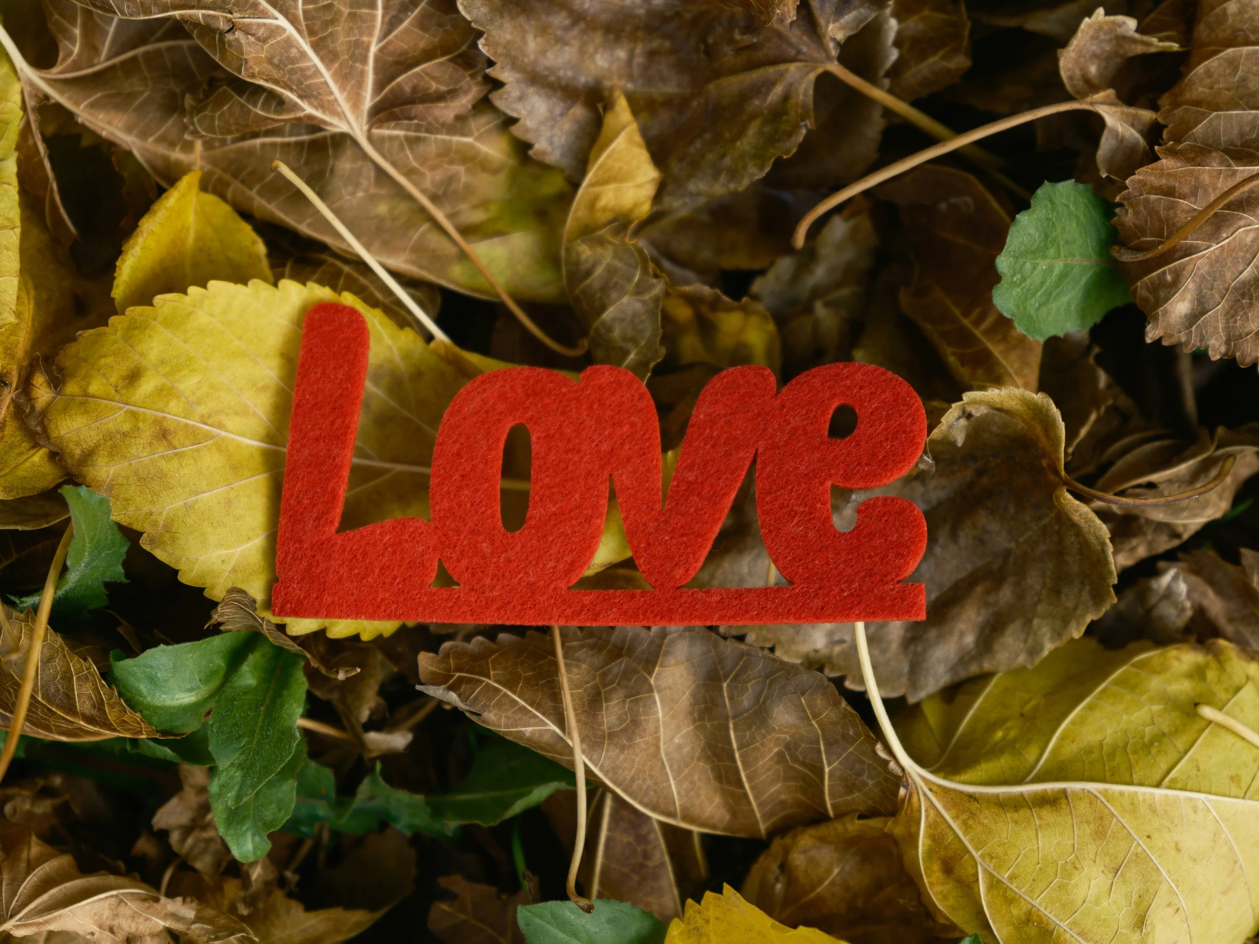 Fall Back in Love This Fall
