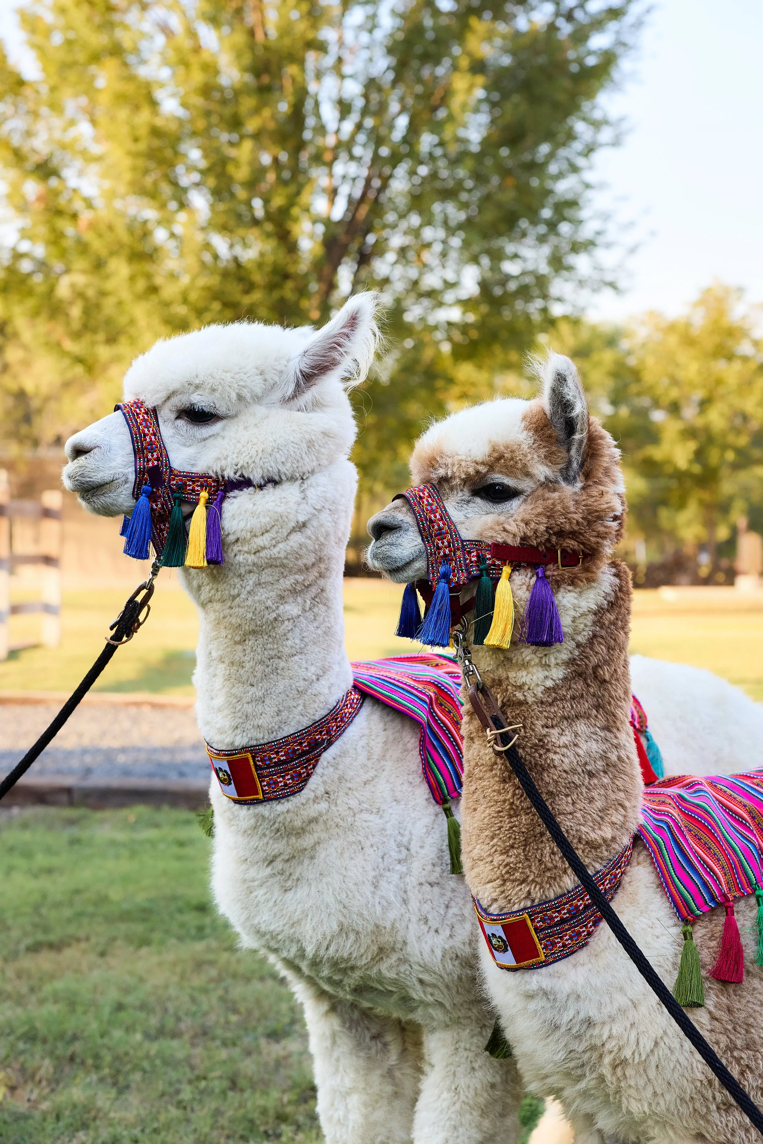 llamas.jpg