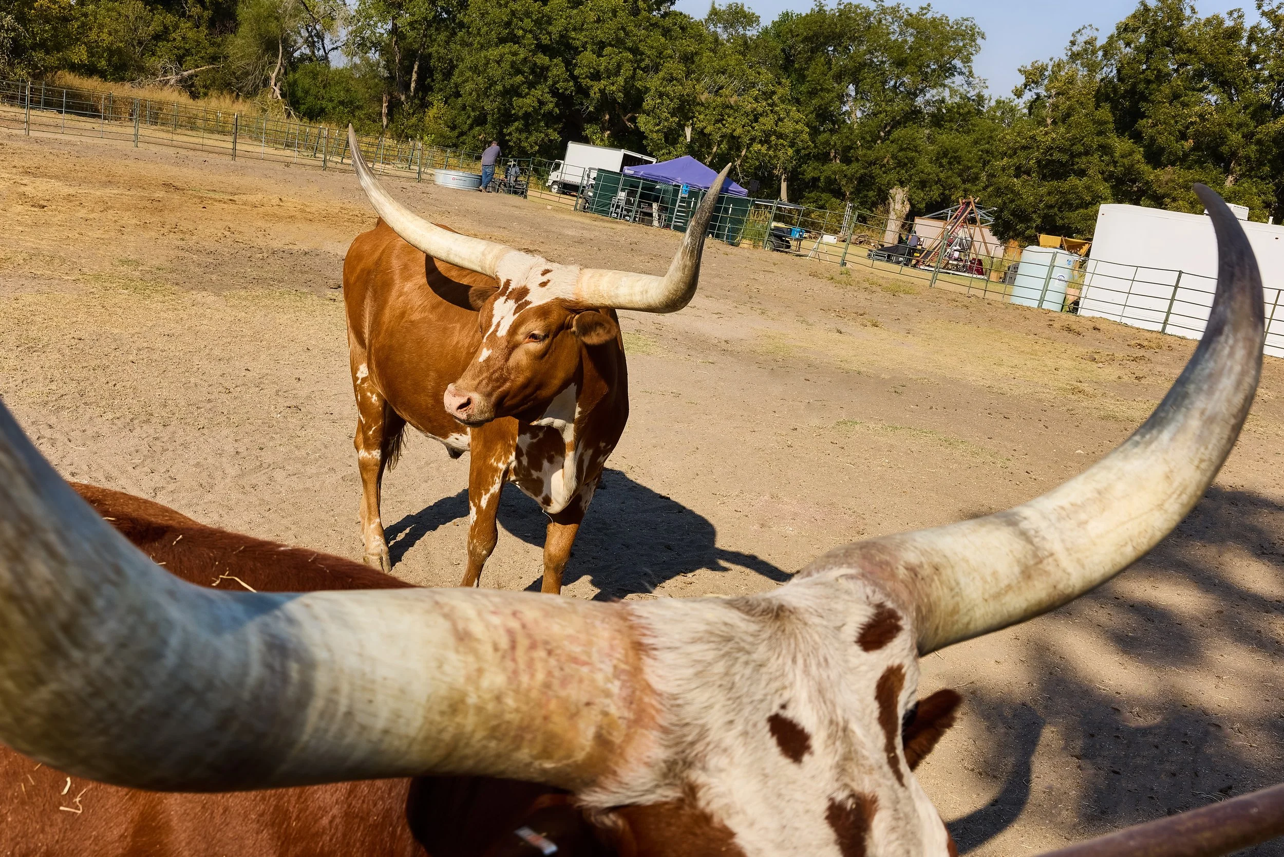 longhorns.jpg