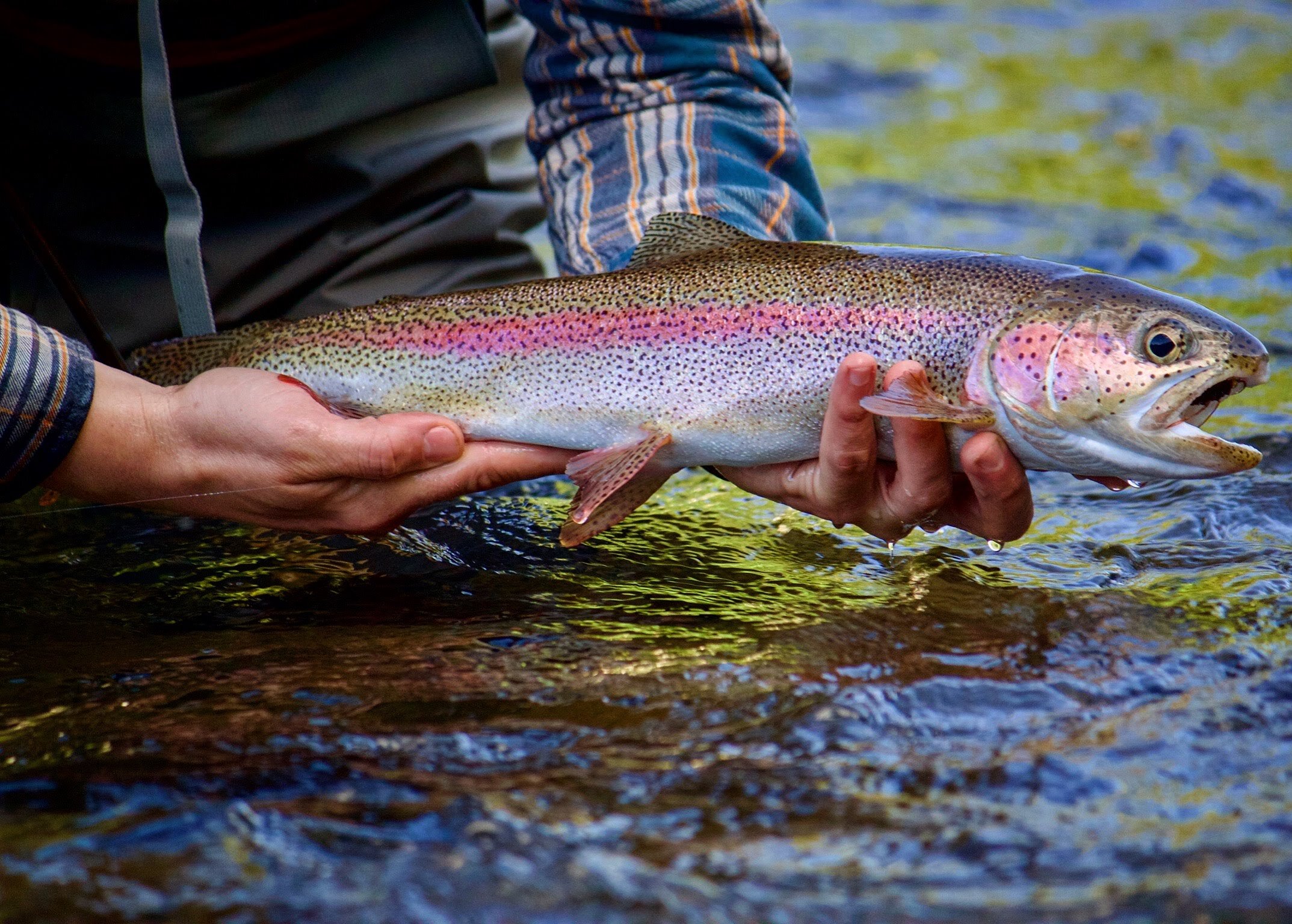 McKenzie River Fly Fishing Trips — Riverside Fly Fishing & Scenic Tours