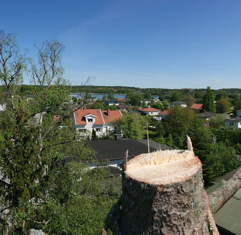 Att ta ner ett gammalt träd – ett av de svårare uppdragen