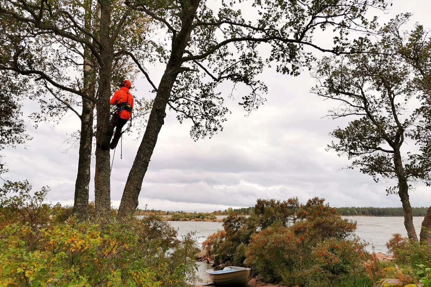 arborist-slottskogen.jpg