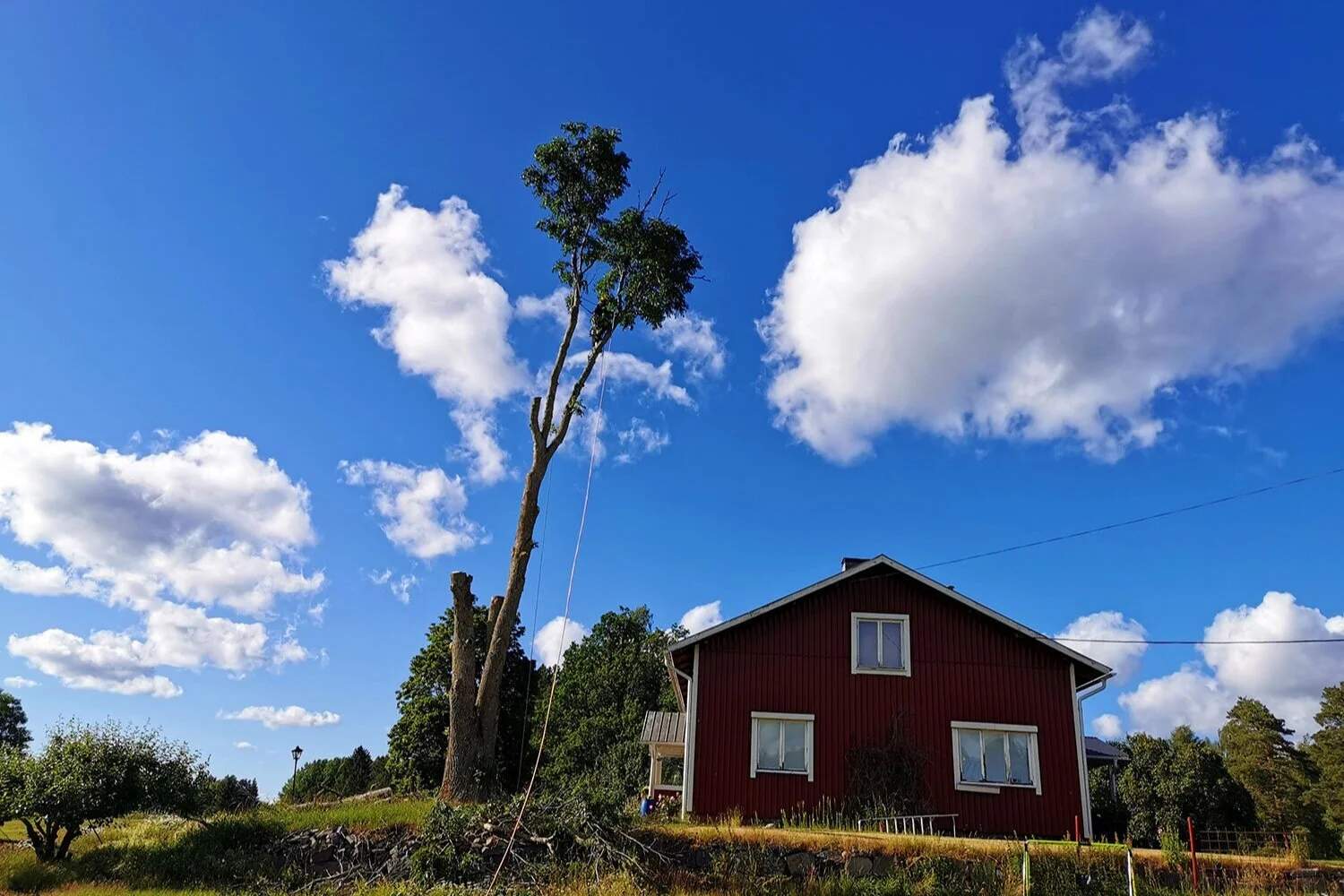 Sektionsfällning av arborist. Slottskogen Mark & Miljö