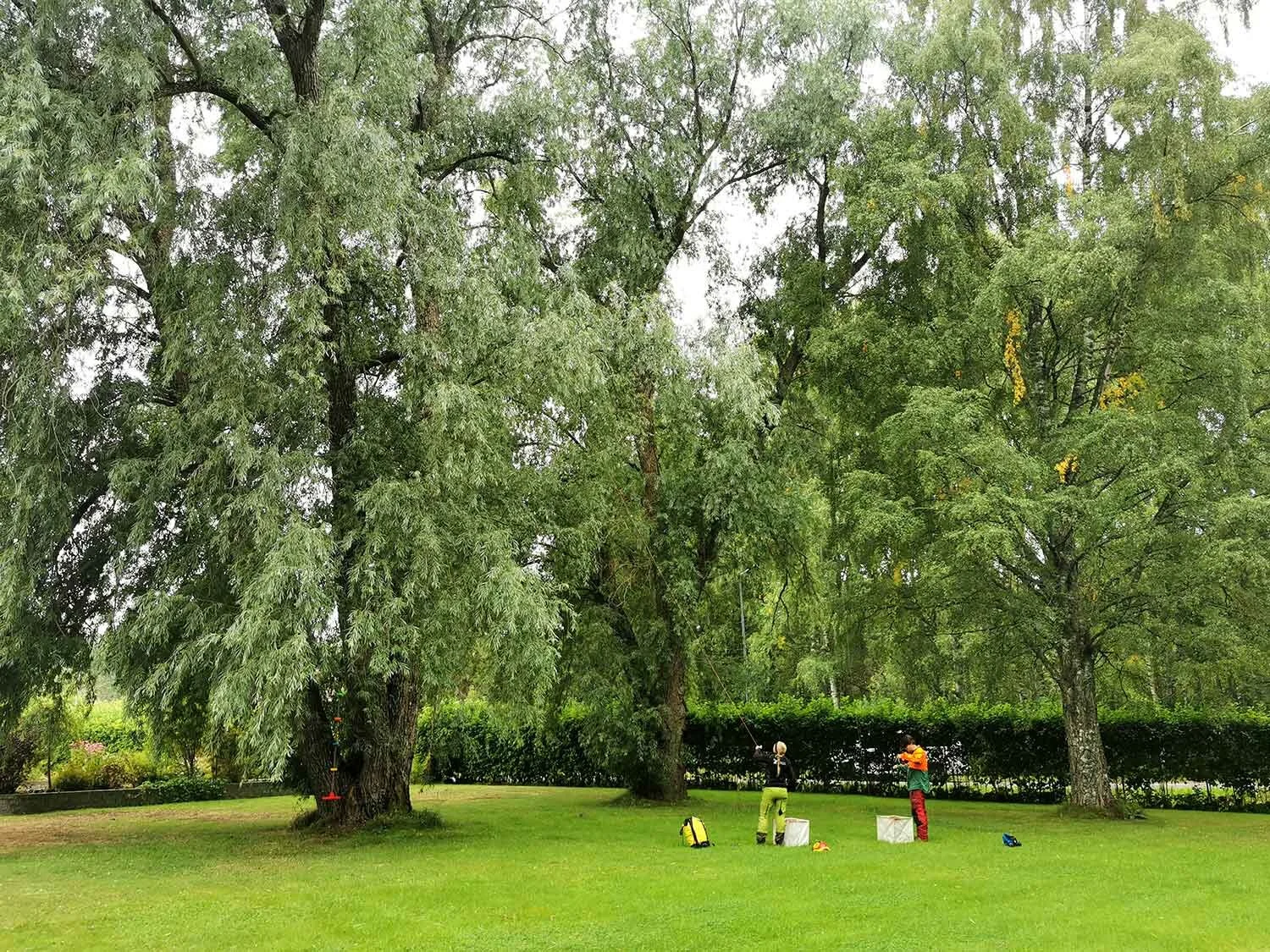 sakerhets-beskarning-slottskogen.jpg