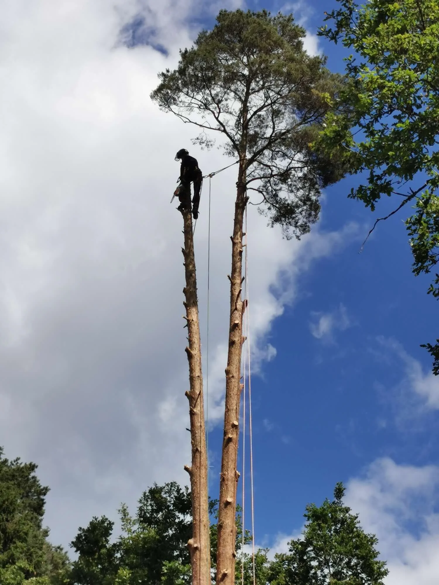 Sektionsfällning av arborist. Slottskogen